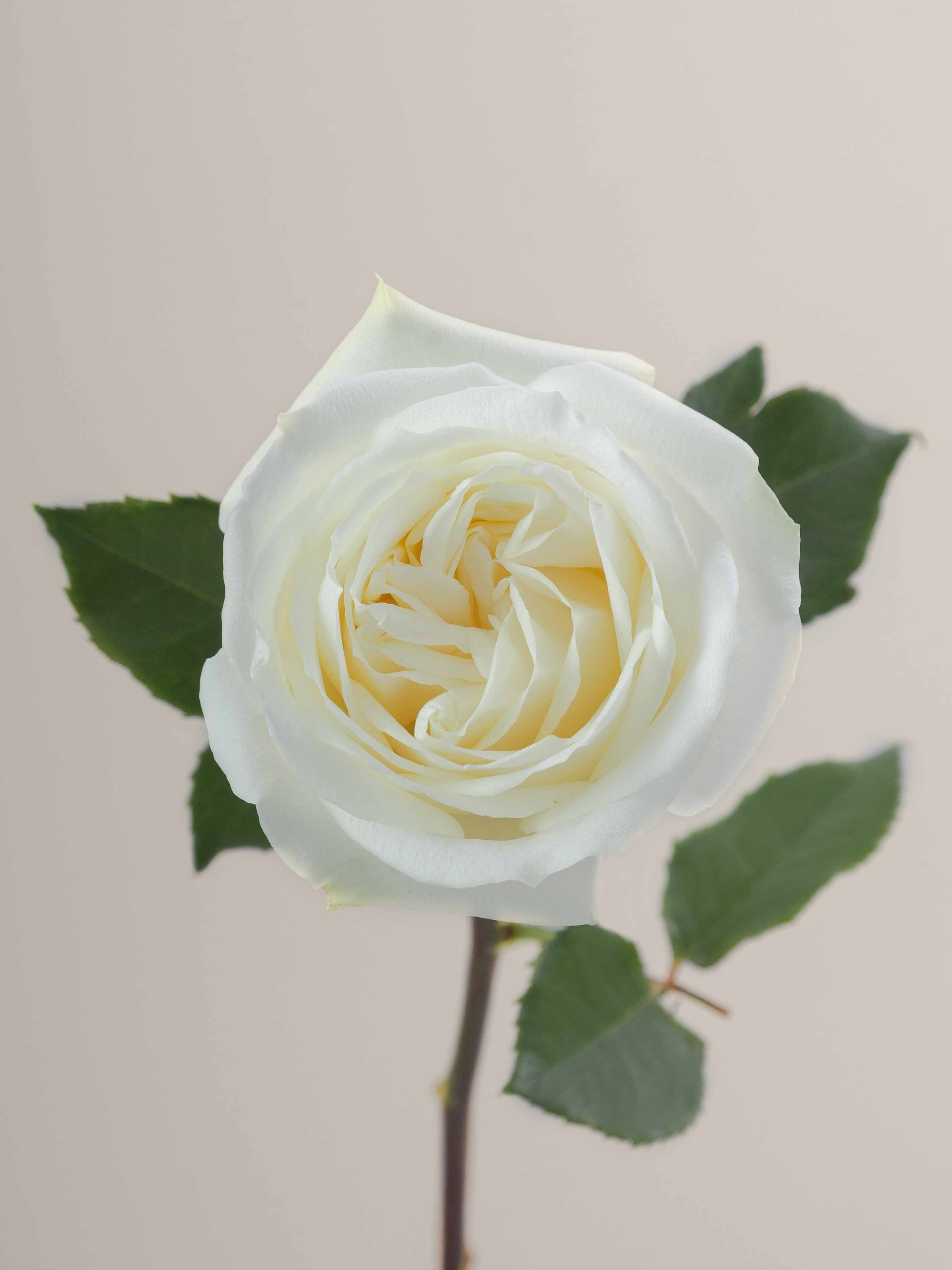 Polo Roses Open Rosaprima | Polo