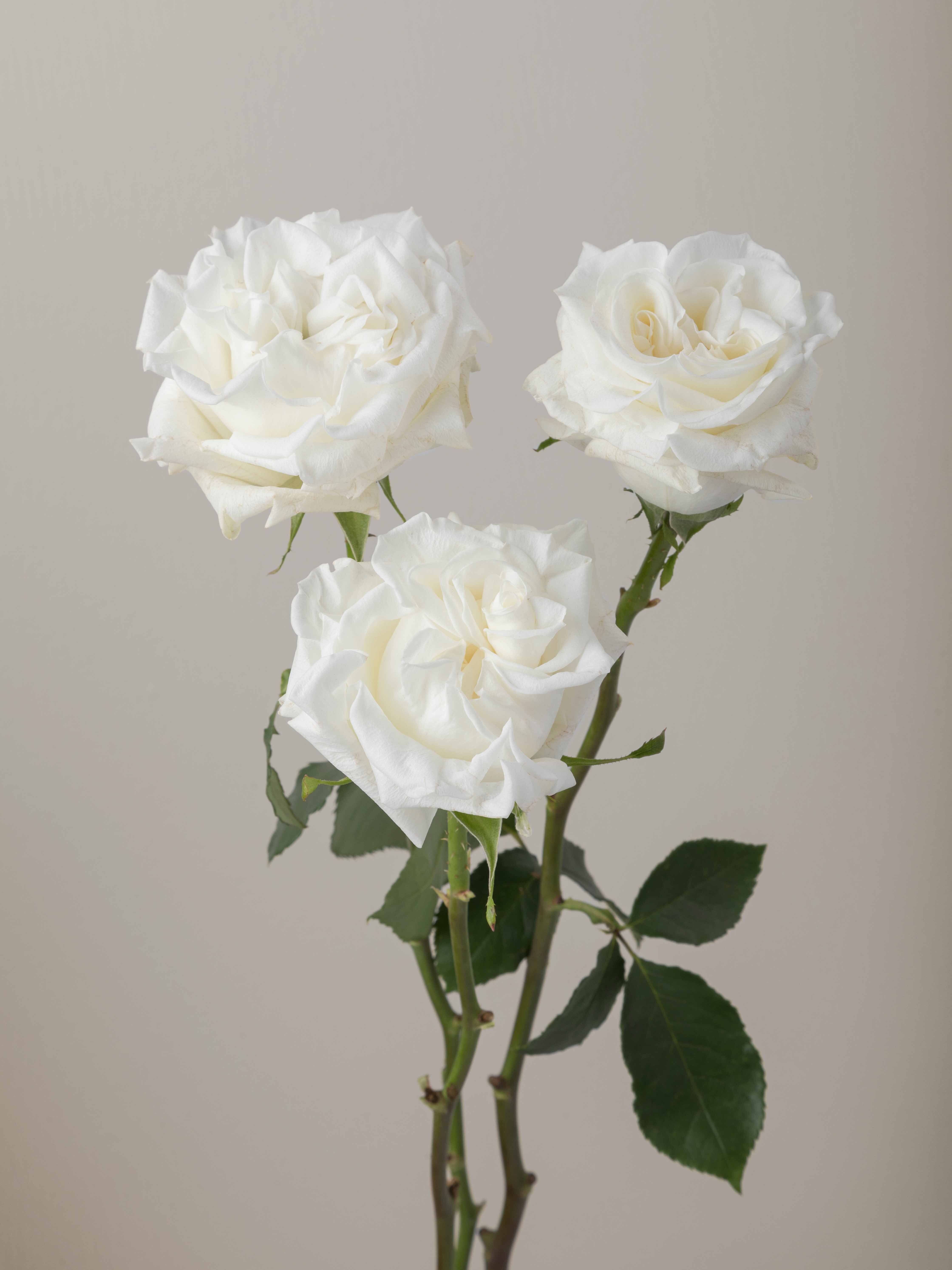Popcorn At Roses Rosaprima | Popcorn