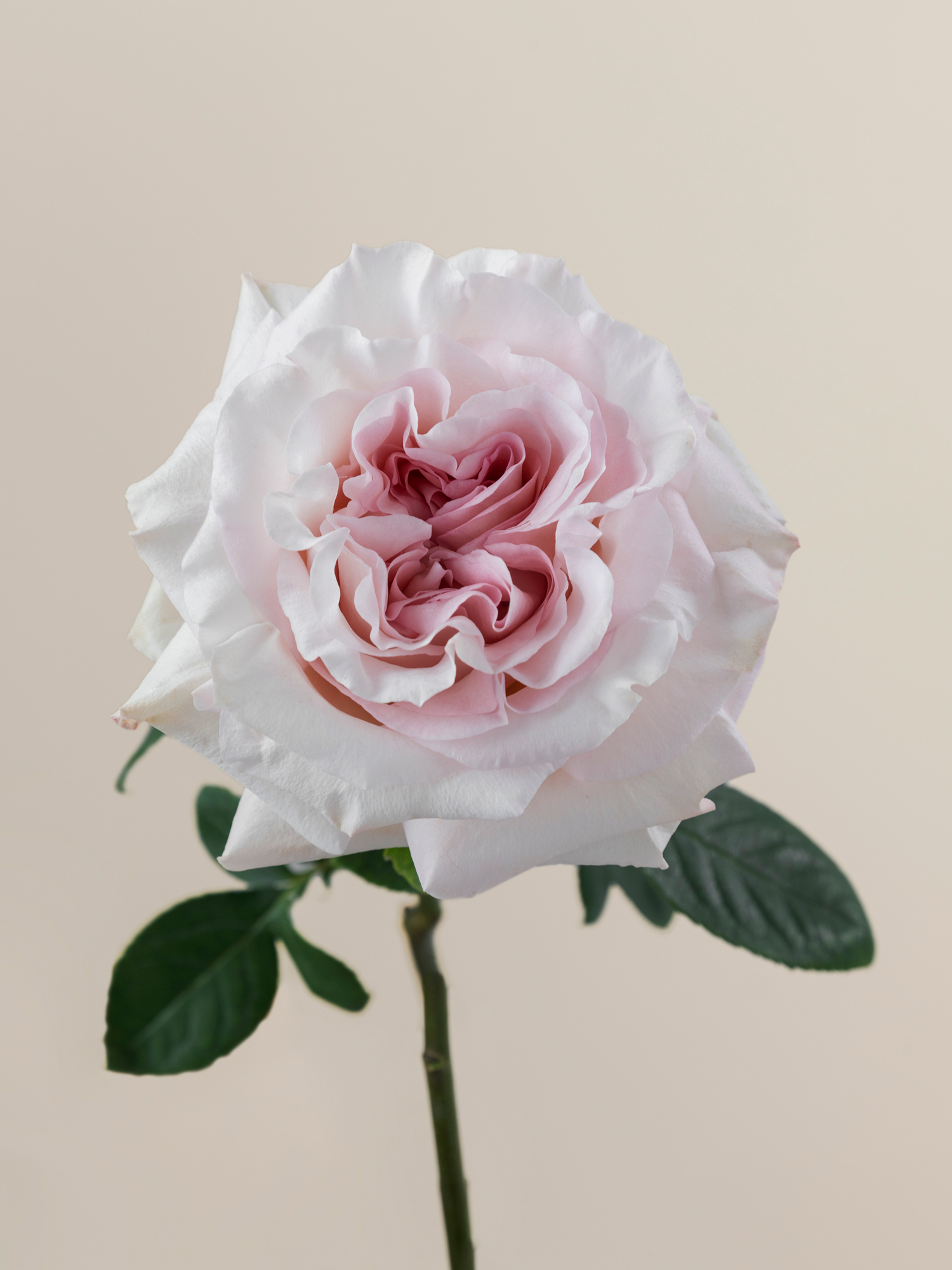 Poweder Puff Roses Rosaprima | Powder Puff