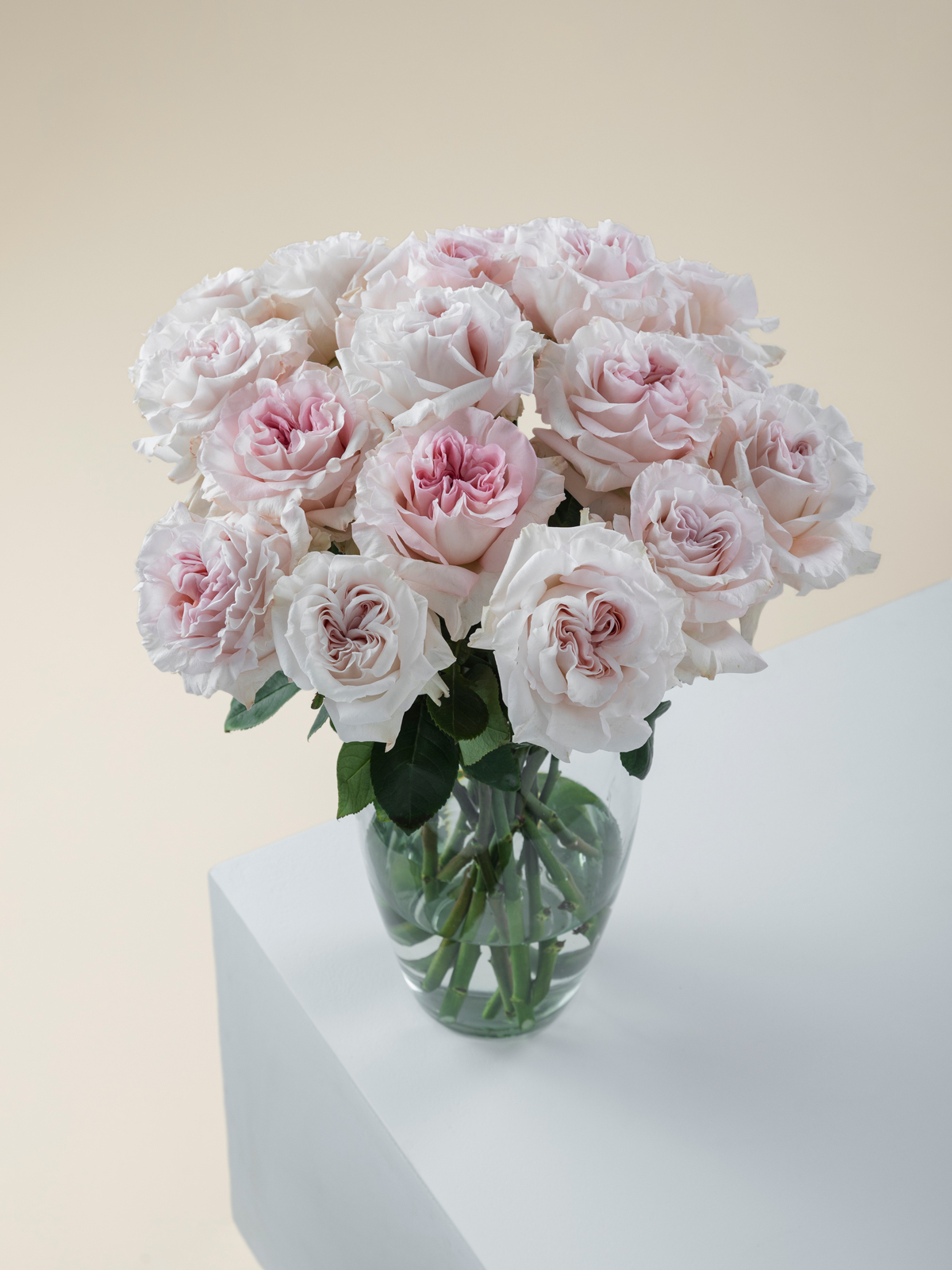 Poweder Puff Roses Rosaprima | Powder Puff