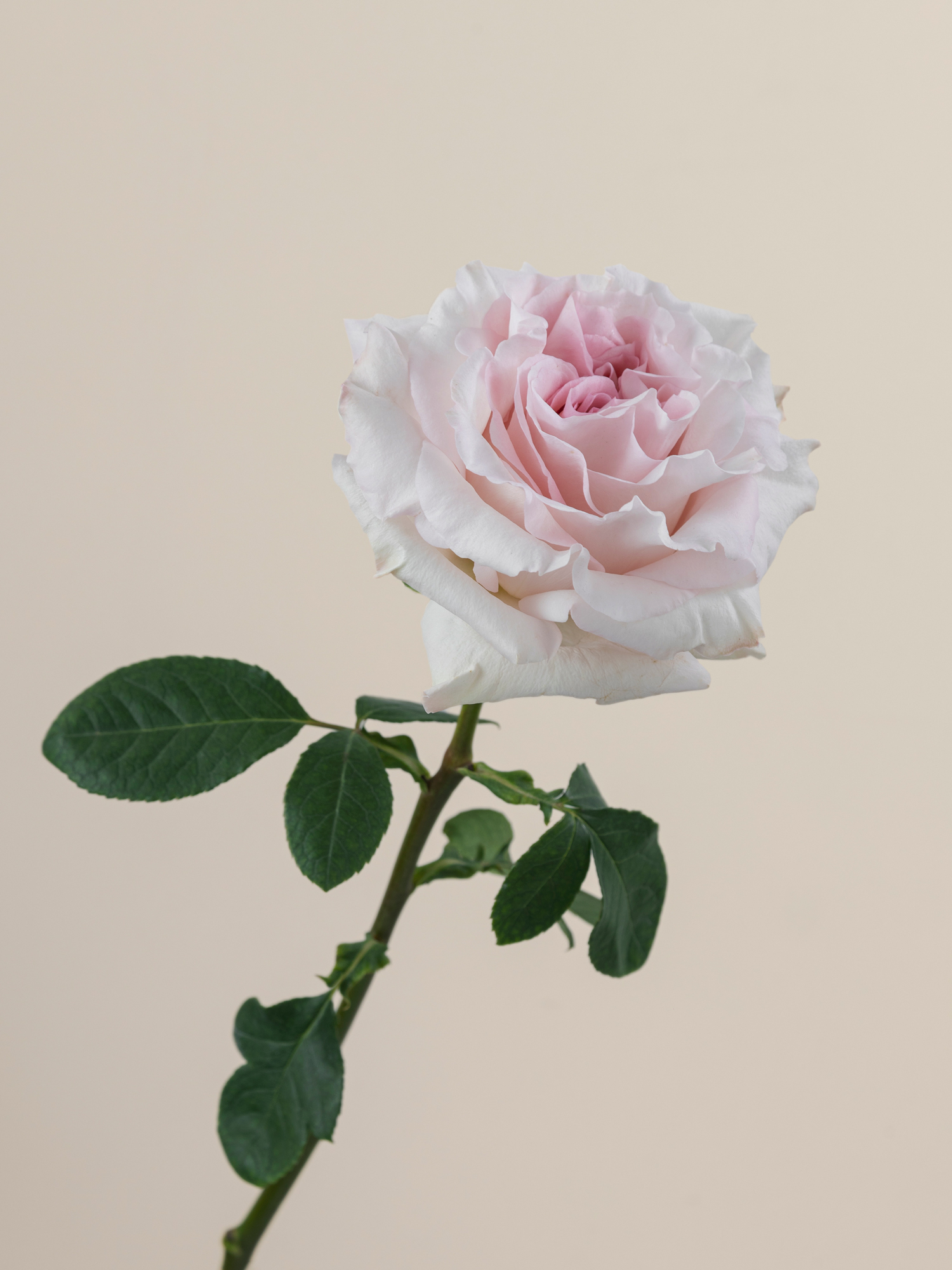 Poweder Puff Roses Rosaprima | Powder Puff