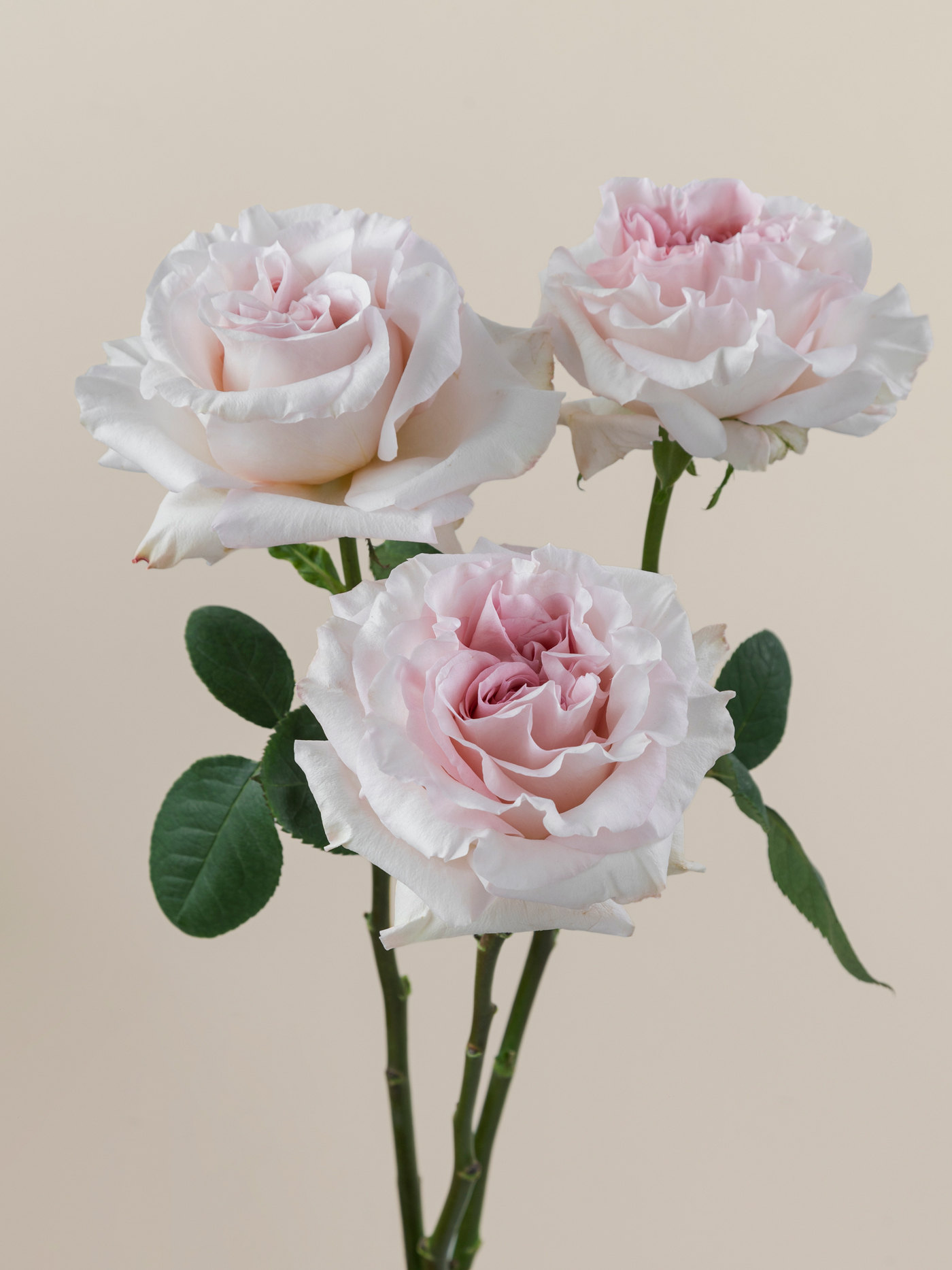Poweder Puff Roses Rosaprima | Powder Puff