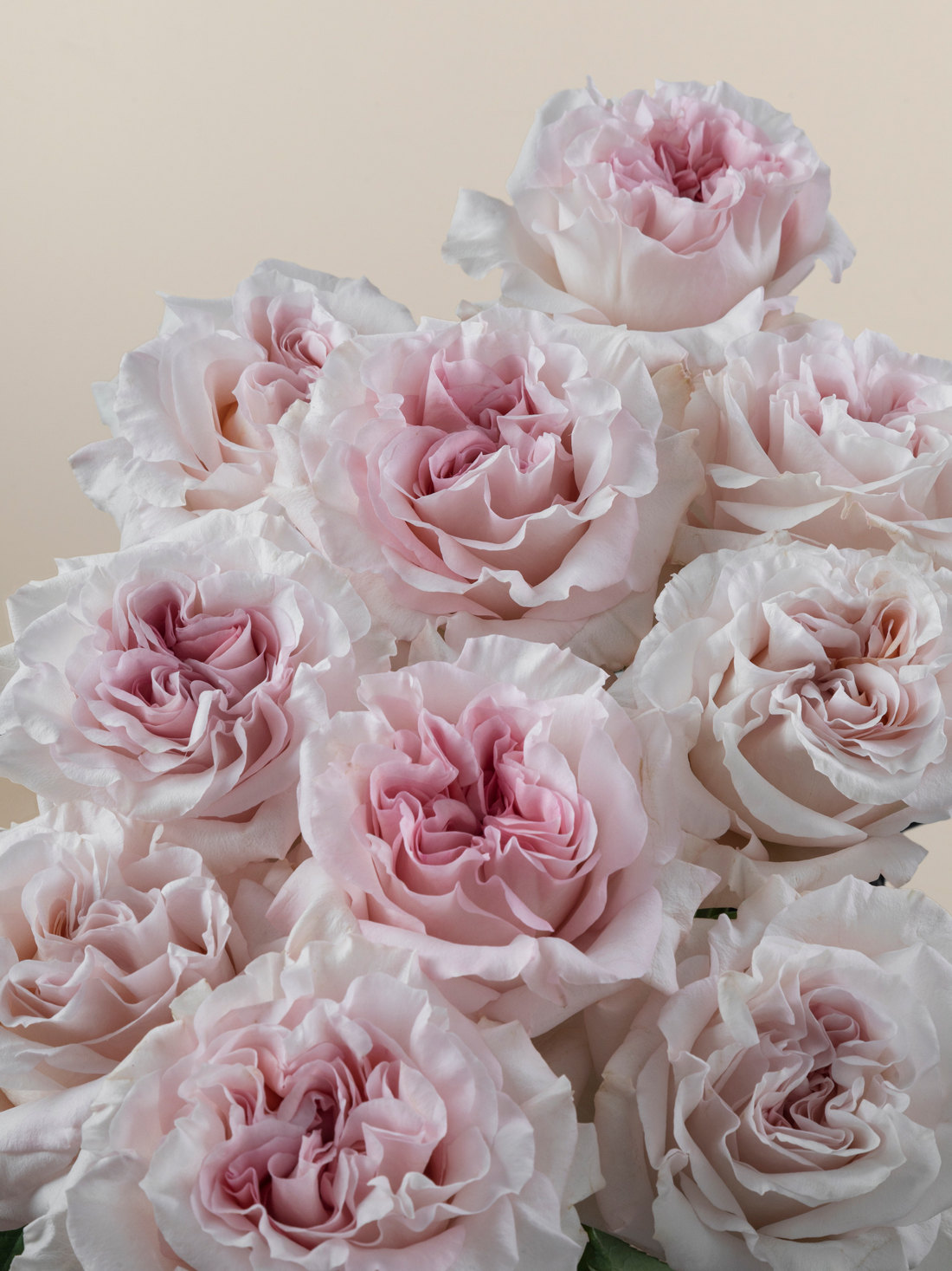 Poweder Puff Roses Rosaprima | Powder Puff