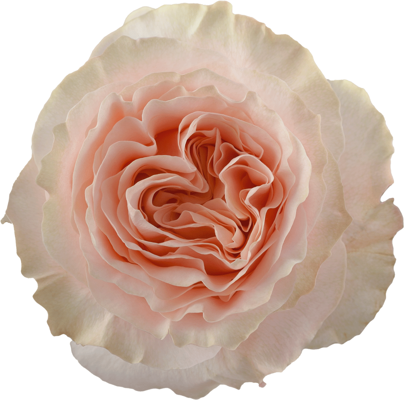 Rosaprima | Mandarin X-pression