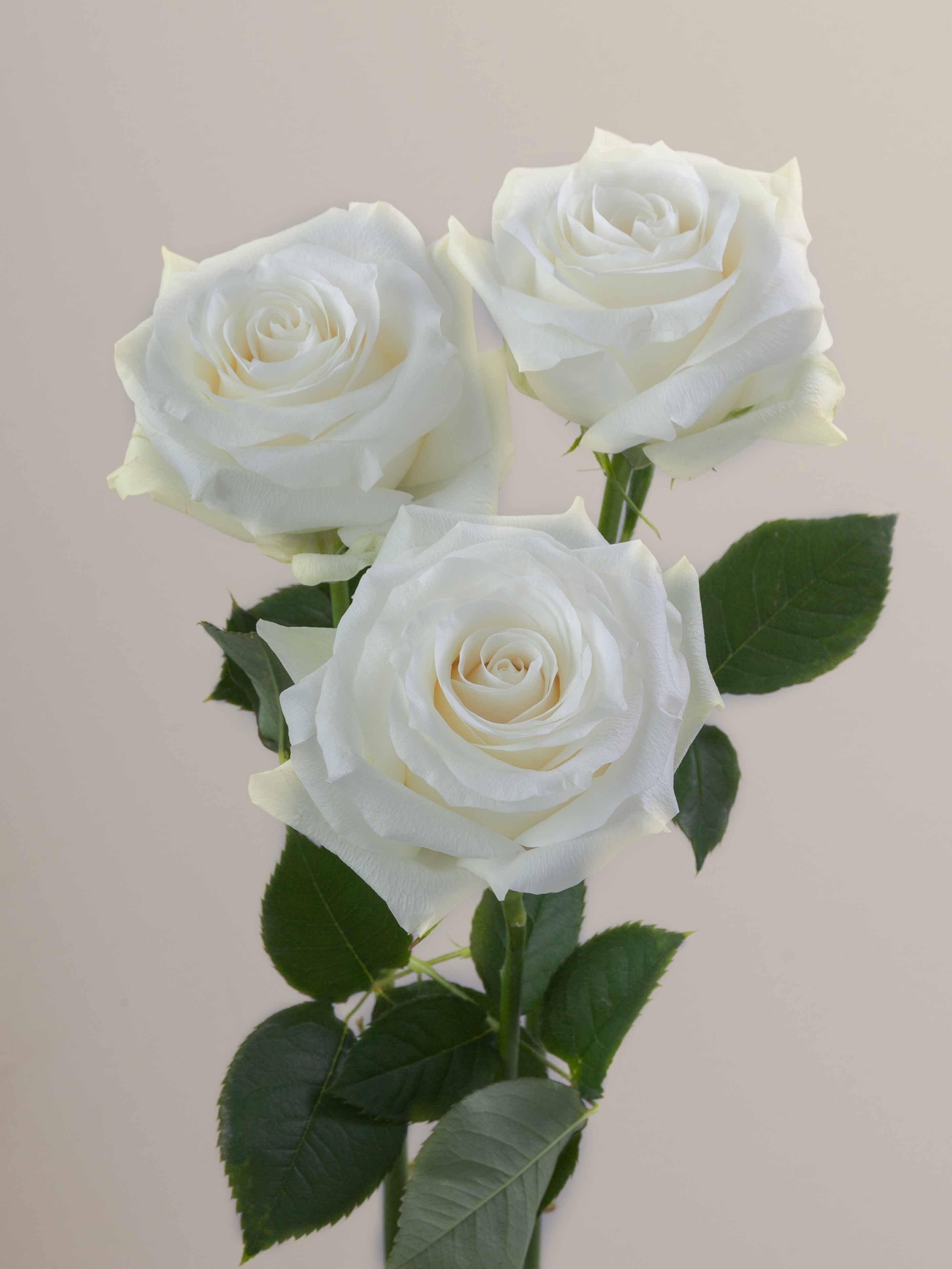 Ro Rosa Prime Rosaprima | Proud