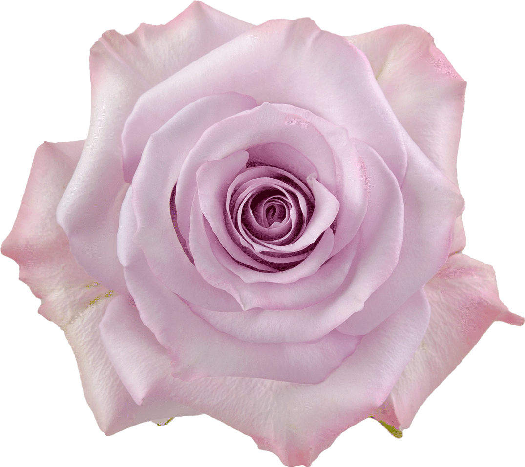 Rosaprima | Purple Haze