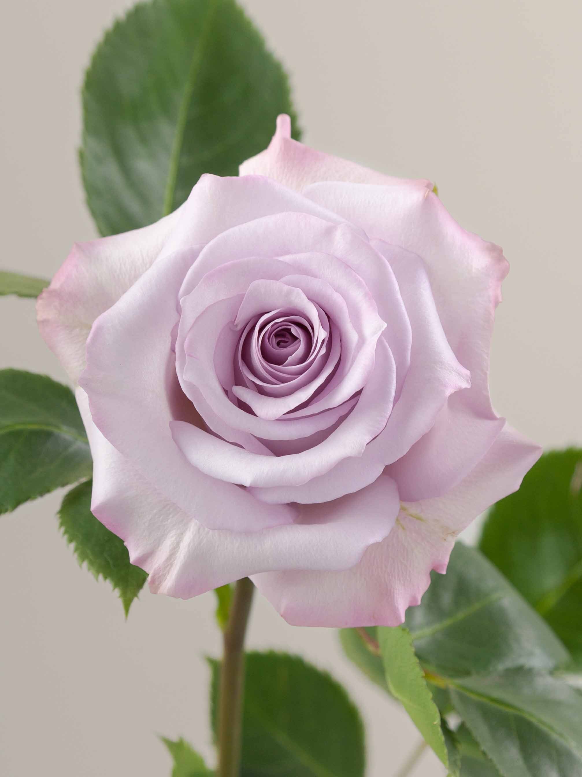 Purple Roses Rosa Prima Rosaprima | Purple Haze