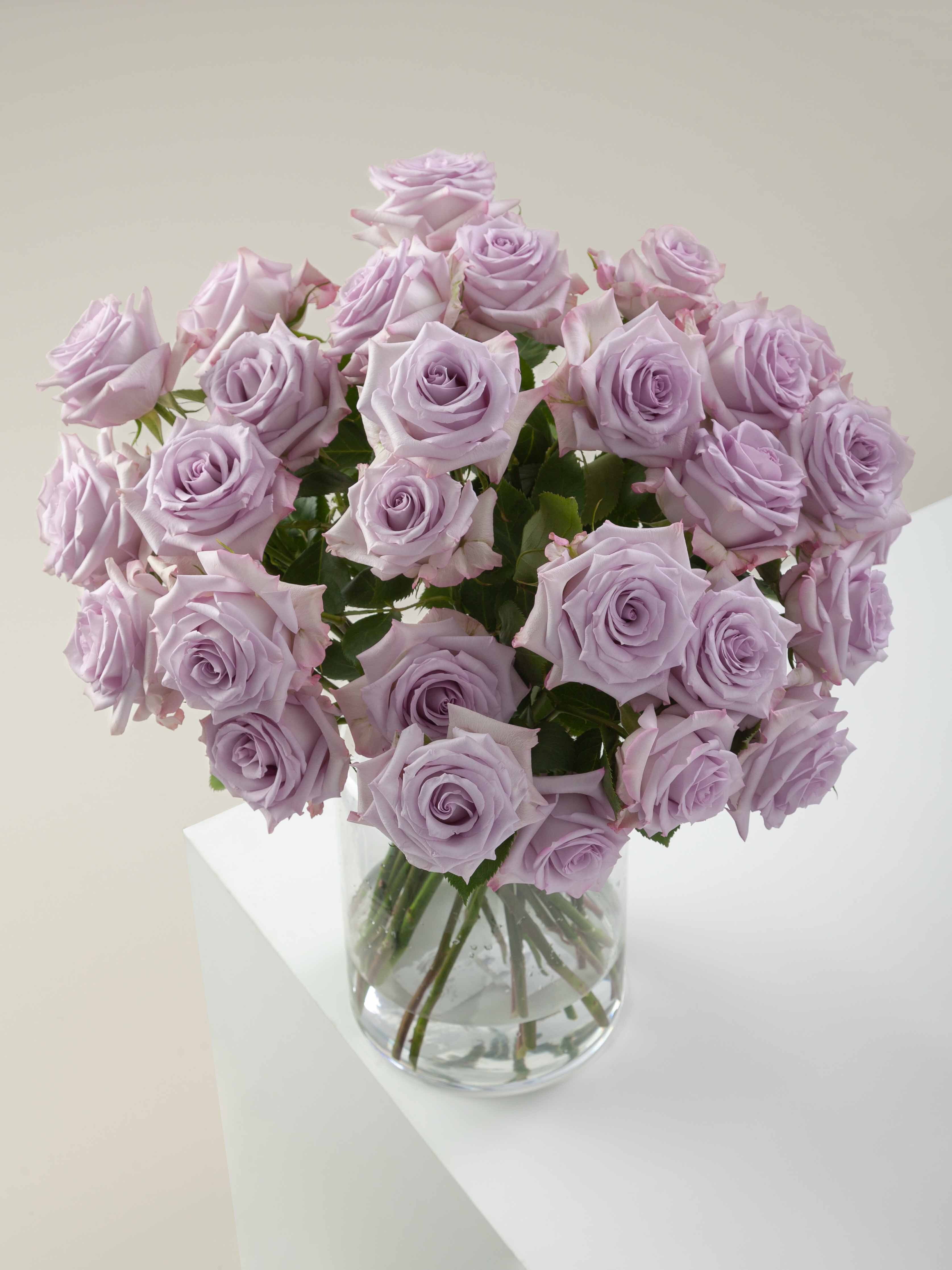 Purple Roses Rosa Prima Rosaprima | Purple Haze