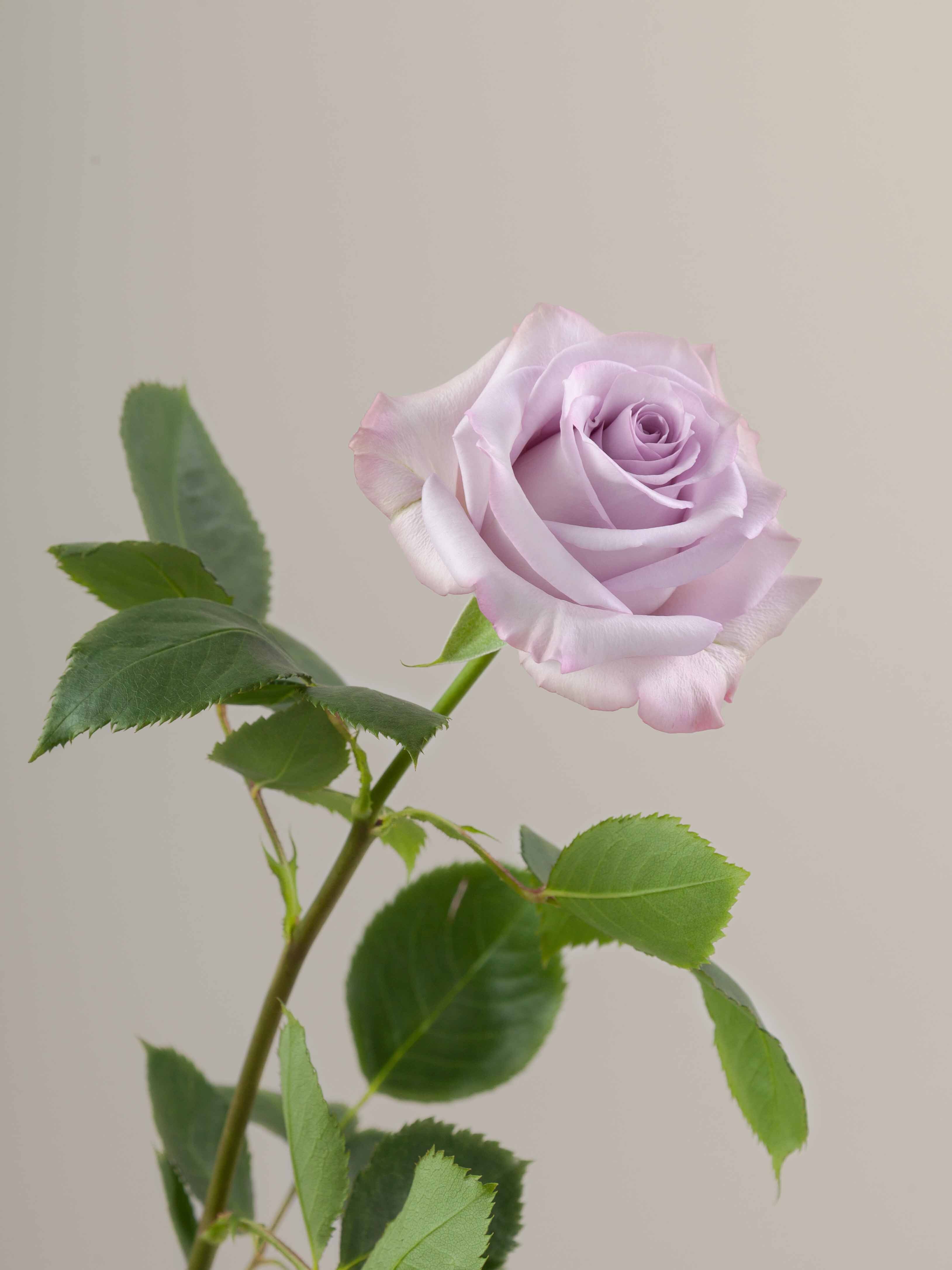 Purple Roses Rosa Prima Rosaprima | Purple Haze