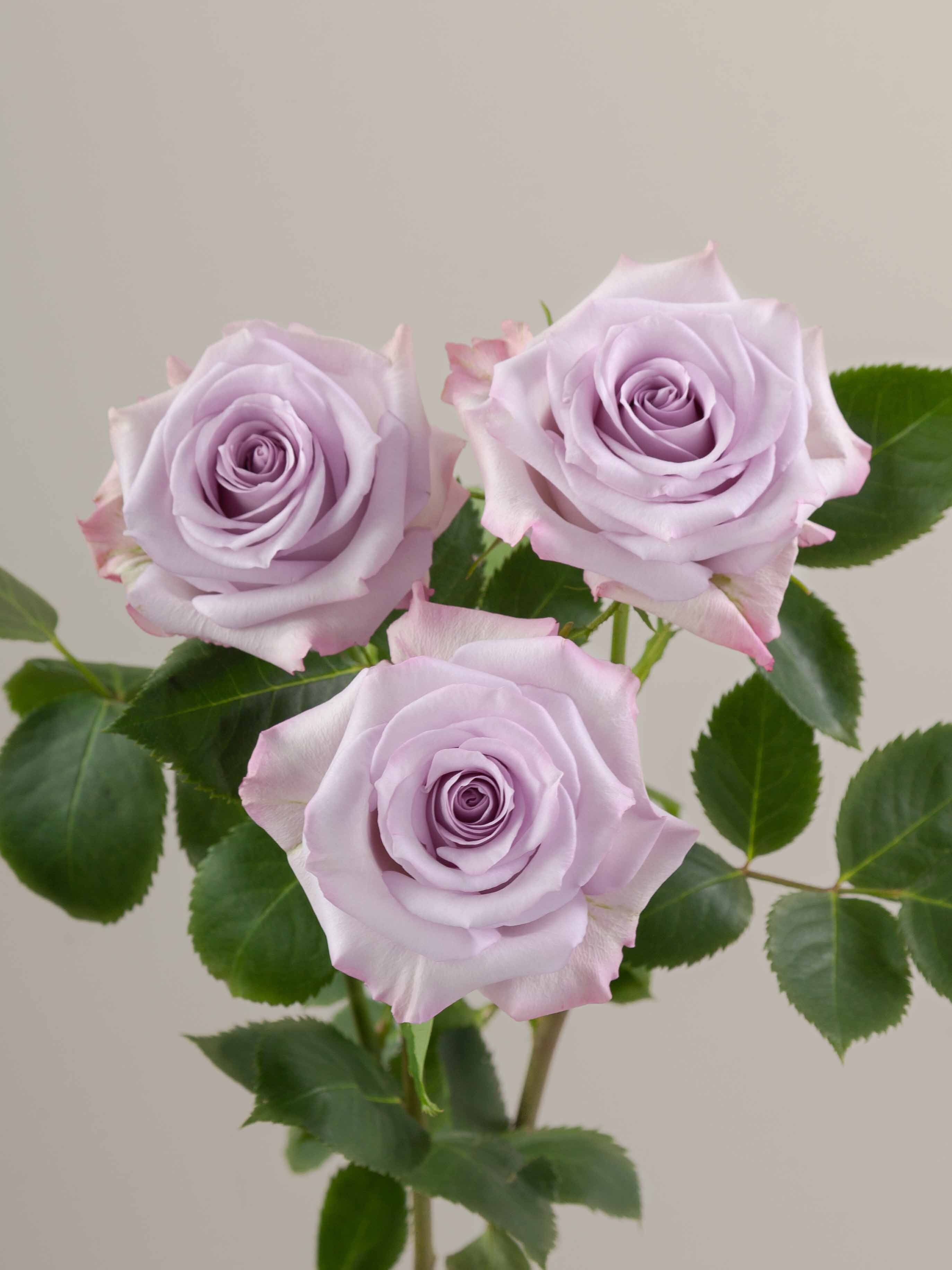 Purple Roses Rosa Prima Rosaprima | Purple Haze