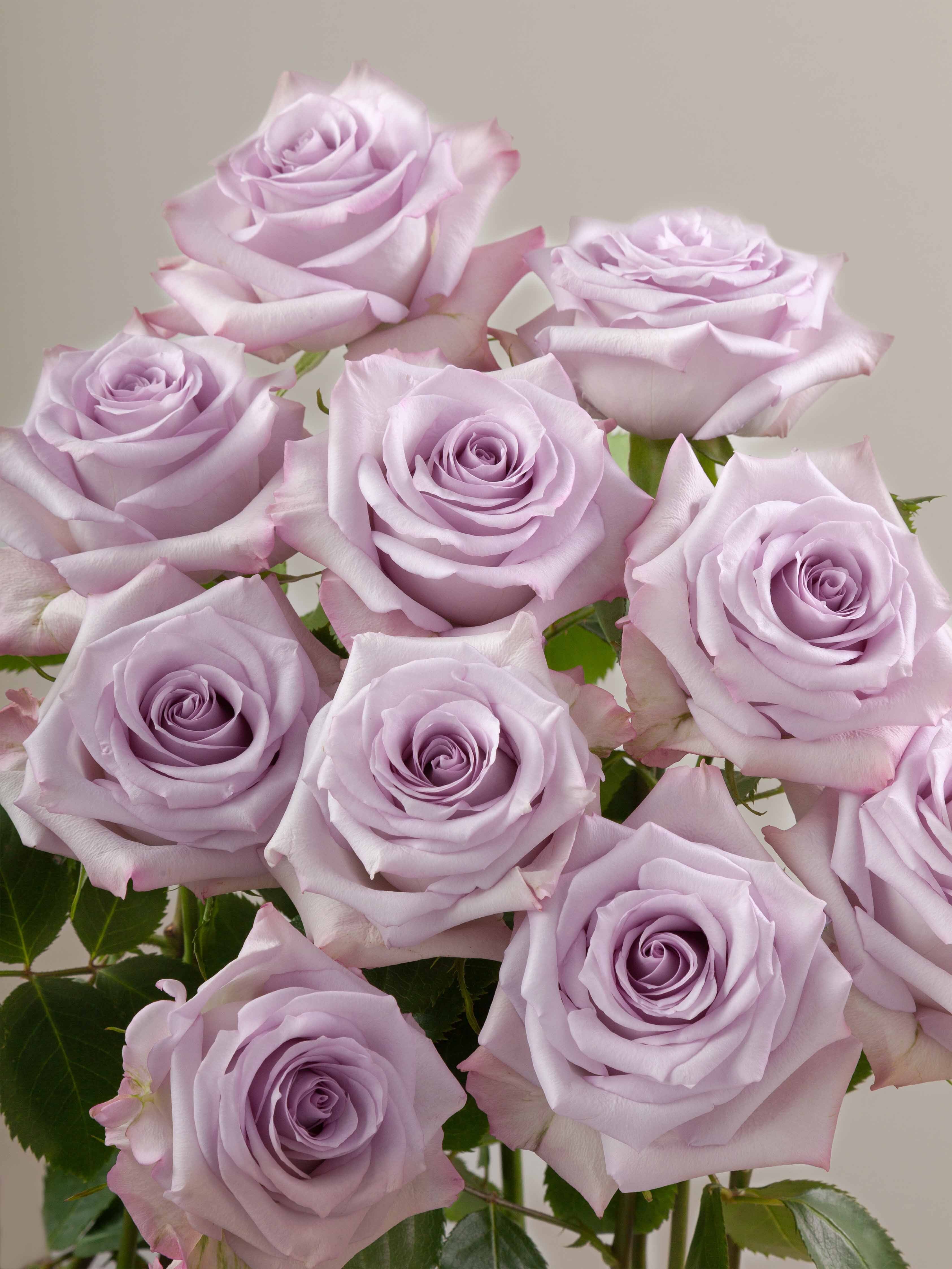 Purple Roses Rosa Prima Rosaprima | Purple Haze
