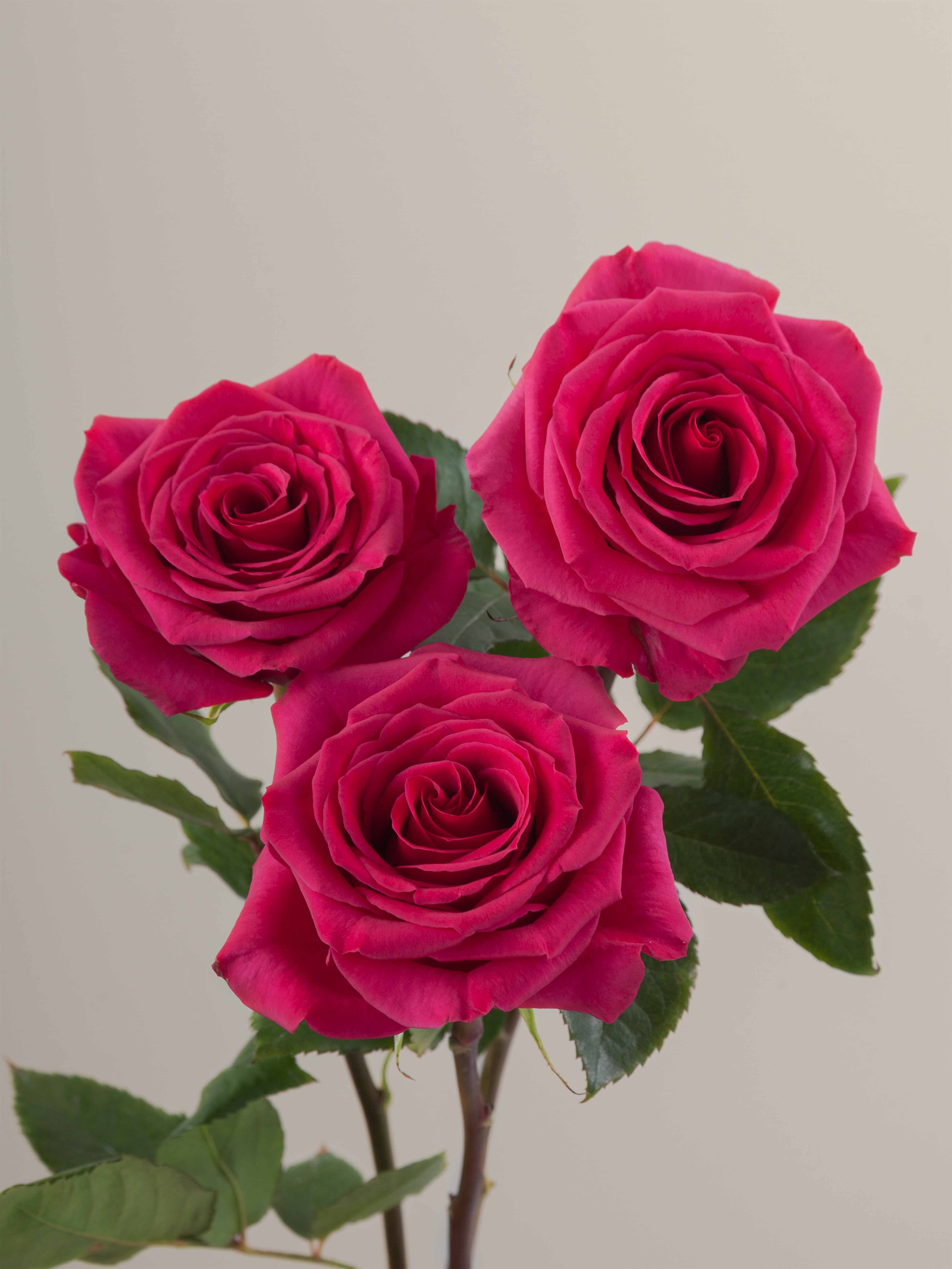 Rosaprima | Queenberry