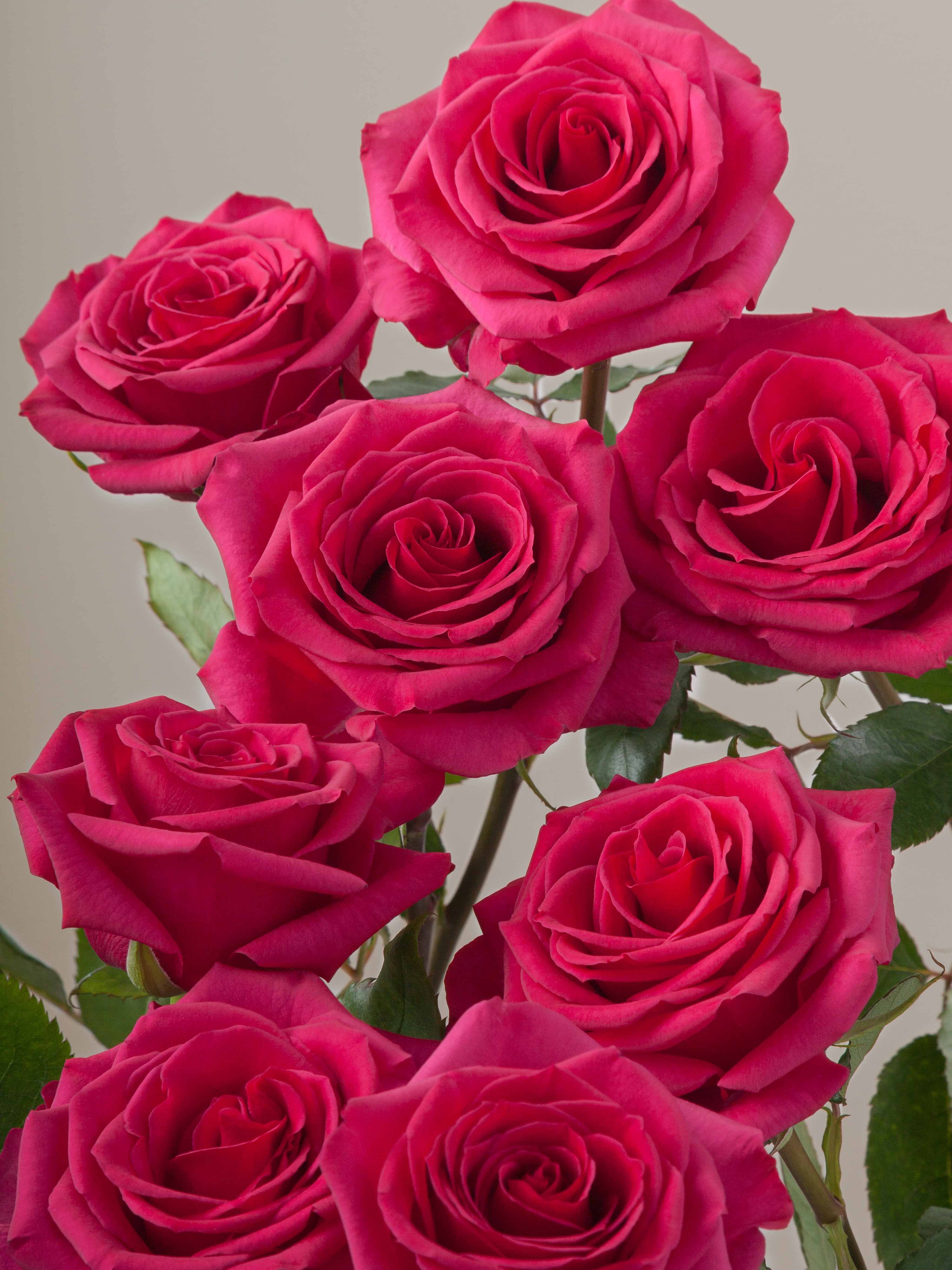 Rosaprima | Queenberry