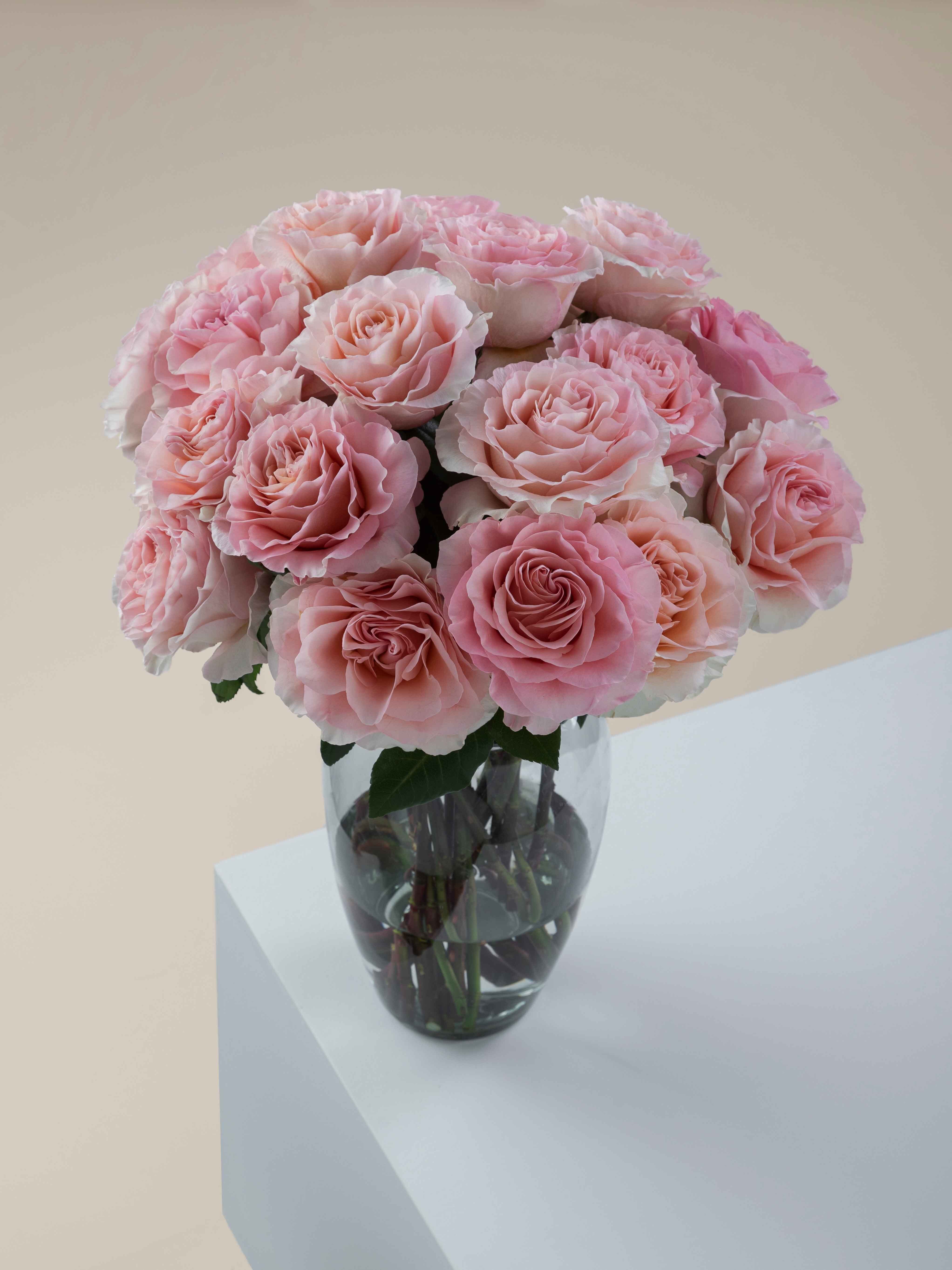 Ro Rosa Prime Rosaprima | RP Filomena