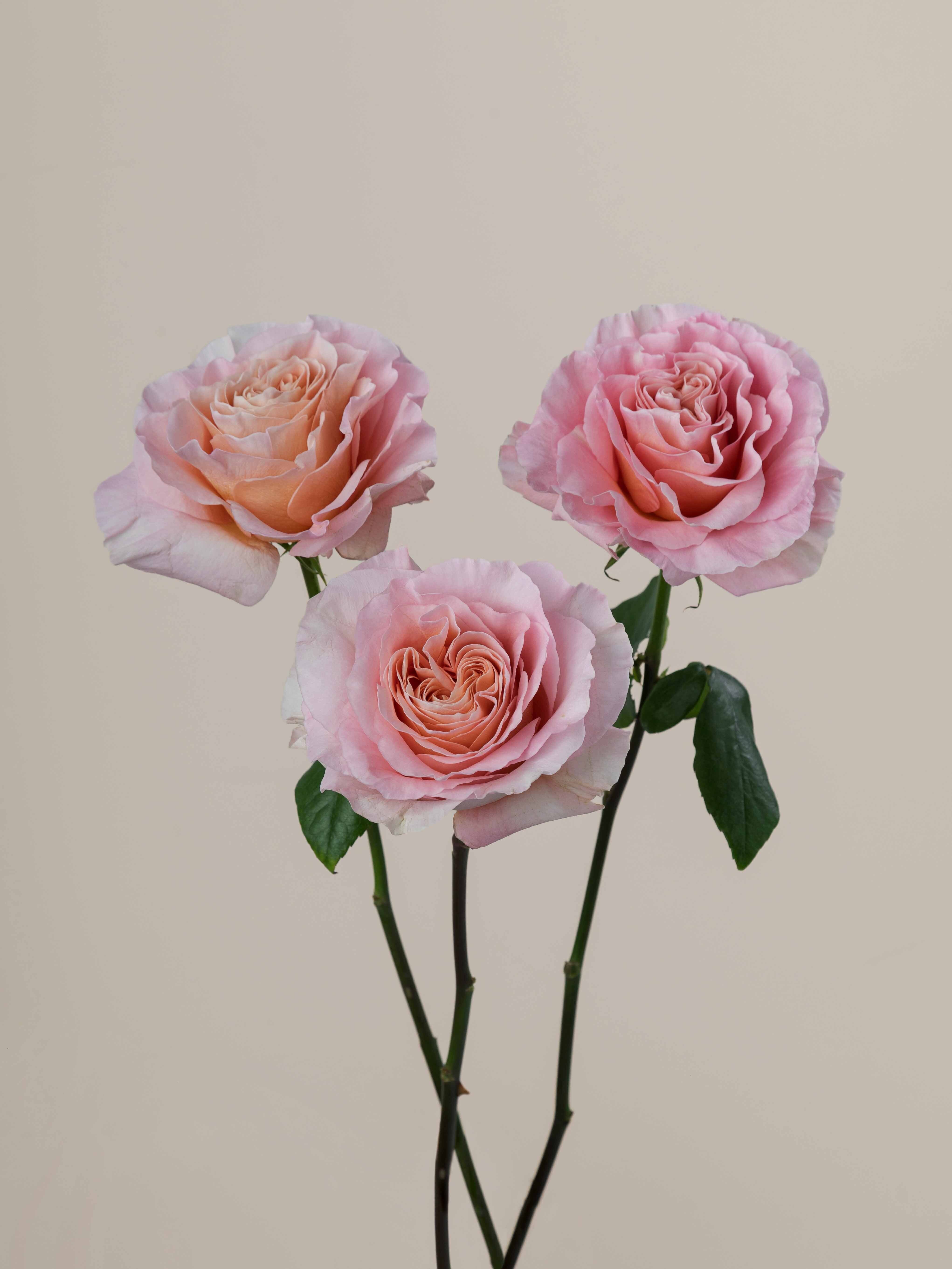 Filomena Rosa Prima Rosaprima | RP Filomena