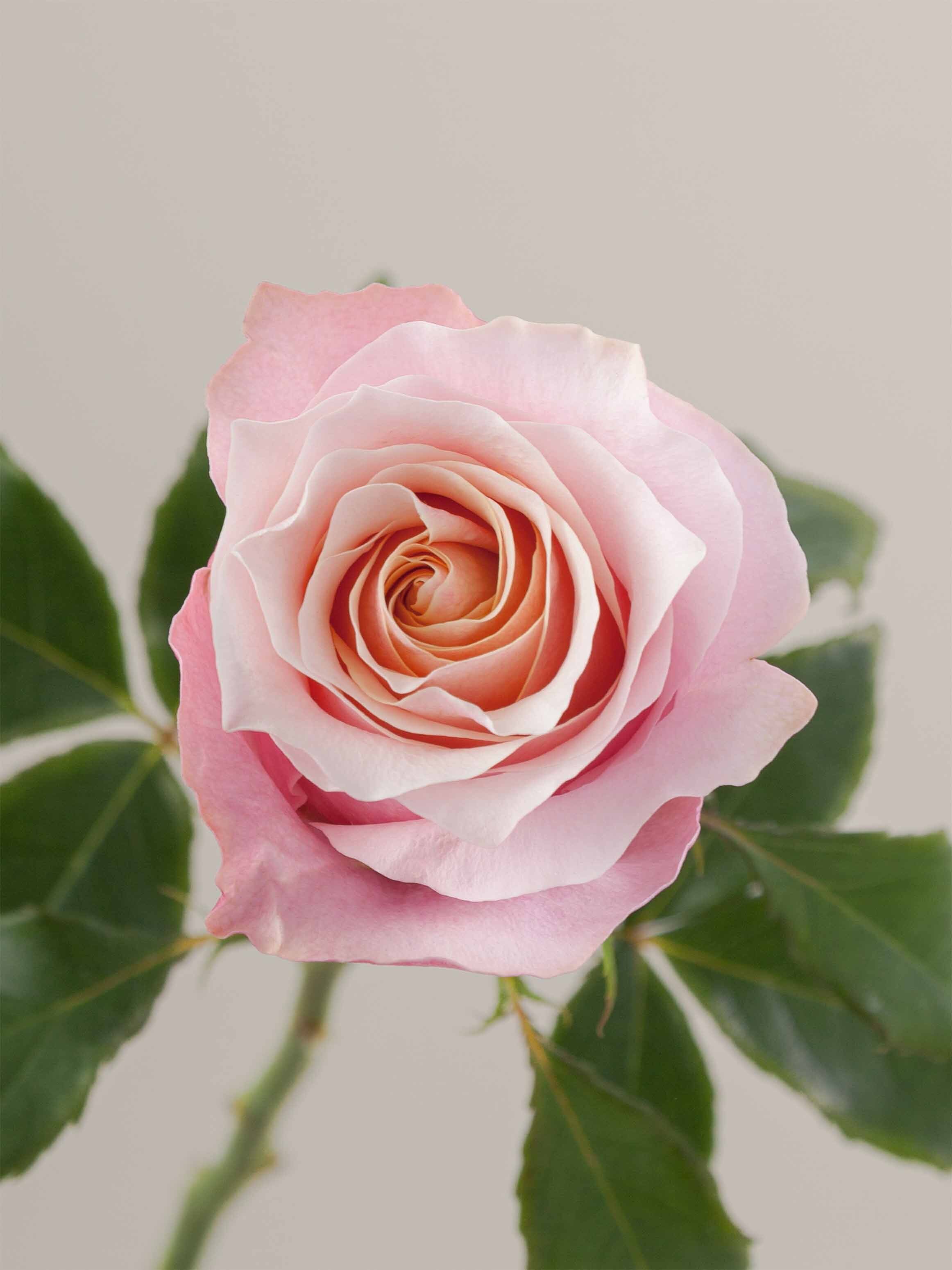 Ro Rosa Prime Rosaprima | RP Flamingo