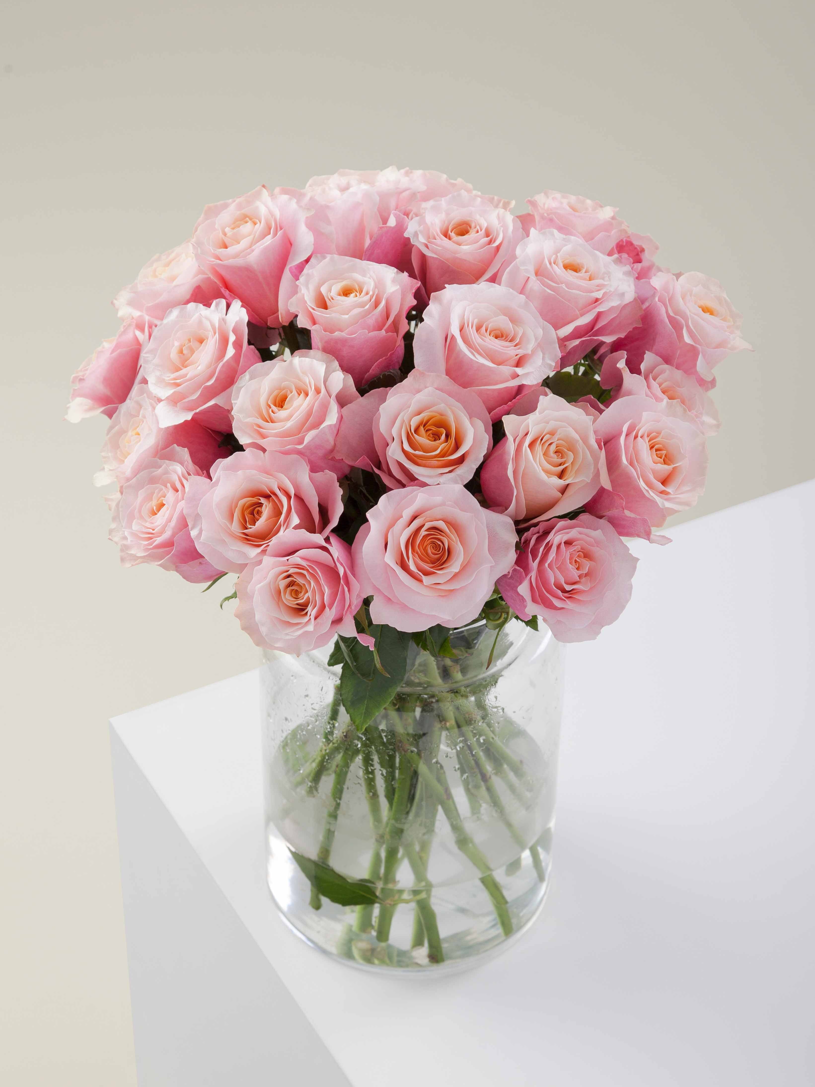 Ro Rosa Prime Rosaprima | RP Flamingo