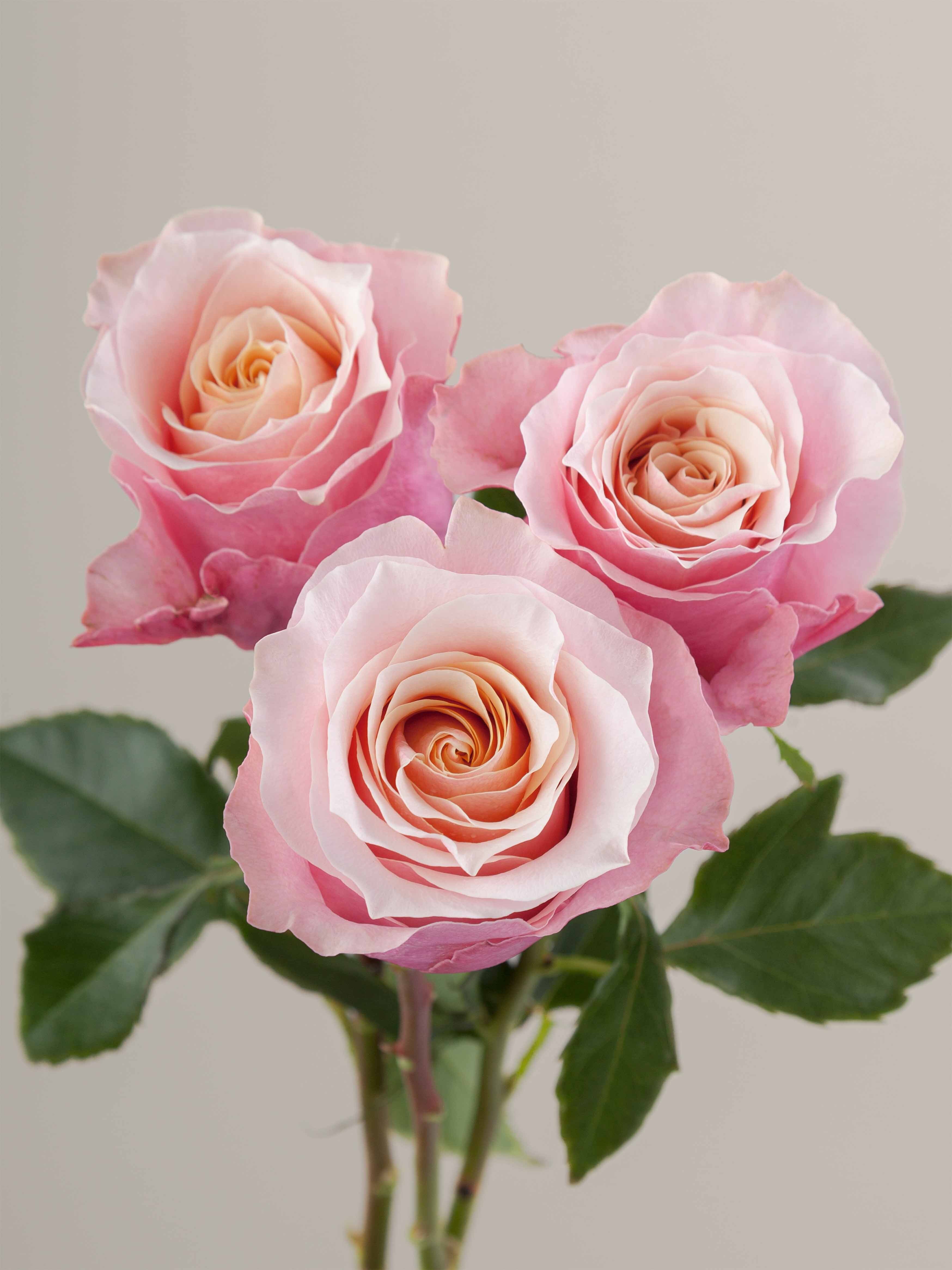 Ro Rosa Prime Rosaprima | RP Flamingo