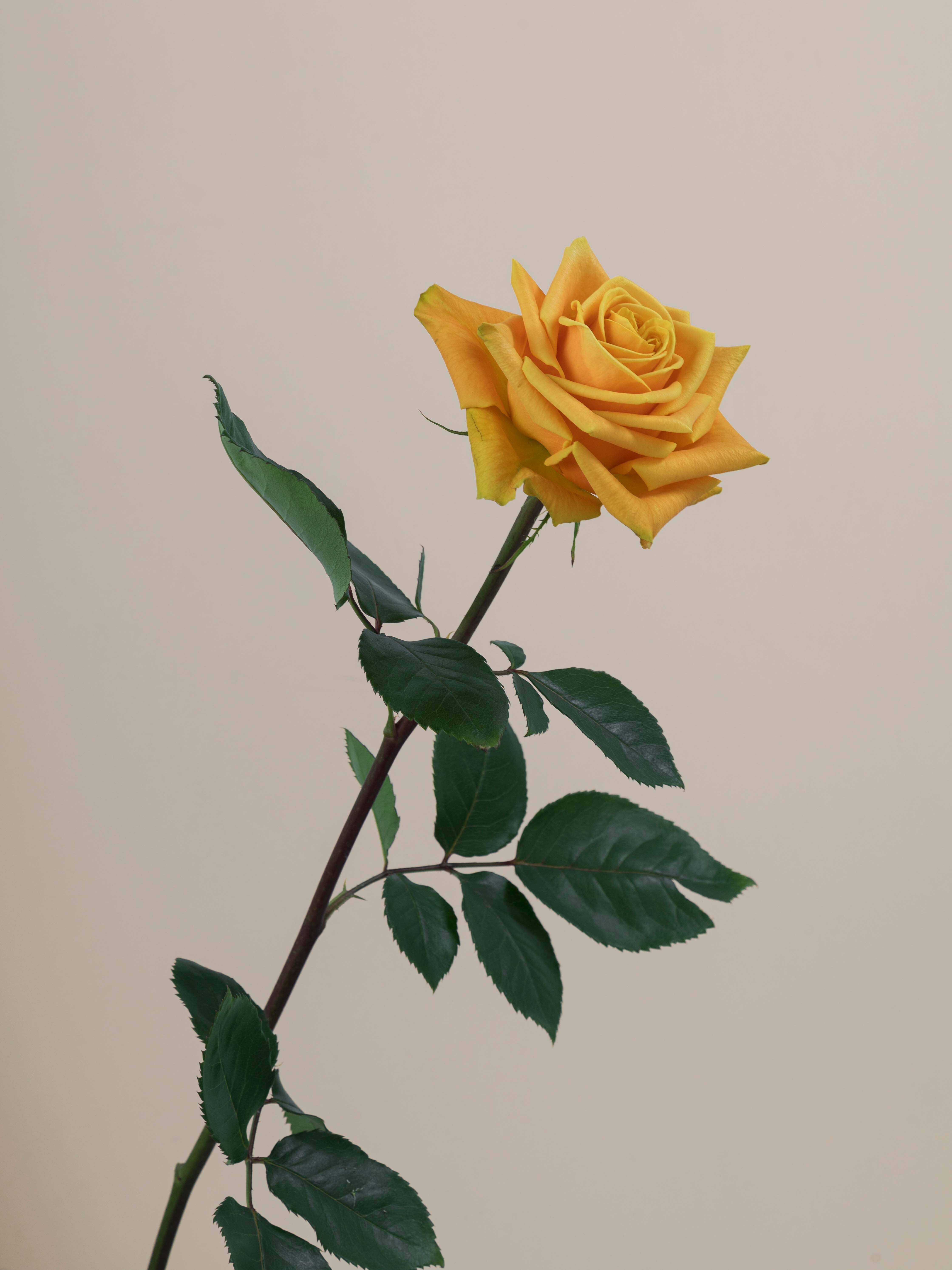 Midas Touch - Rose/Sage #DM26923-23 main image 1