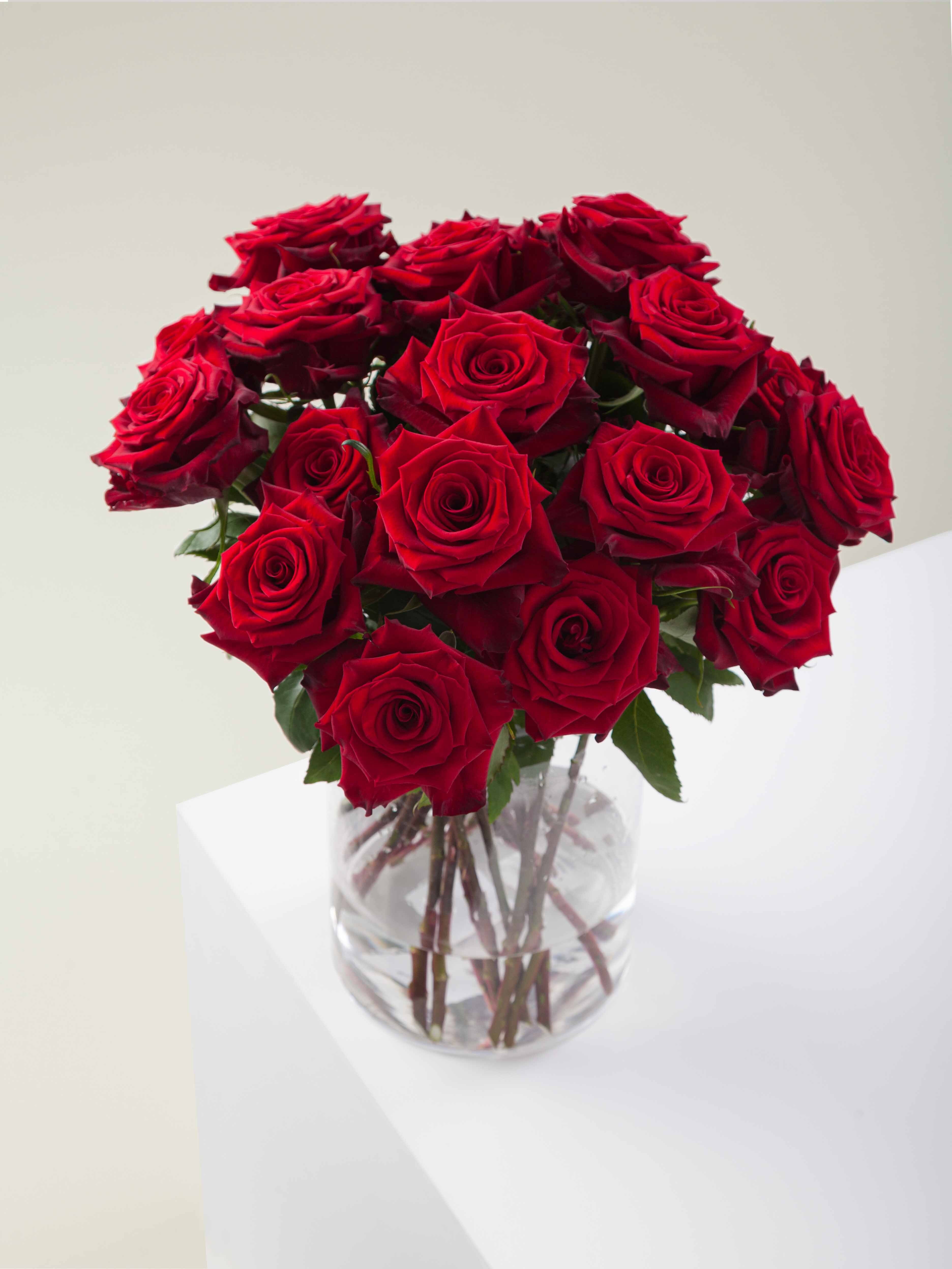 Rosaprima | Red Paris