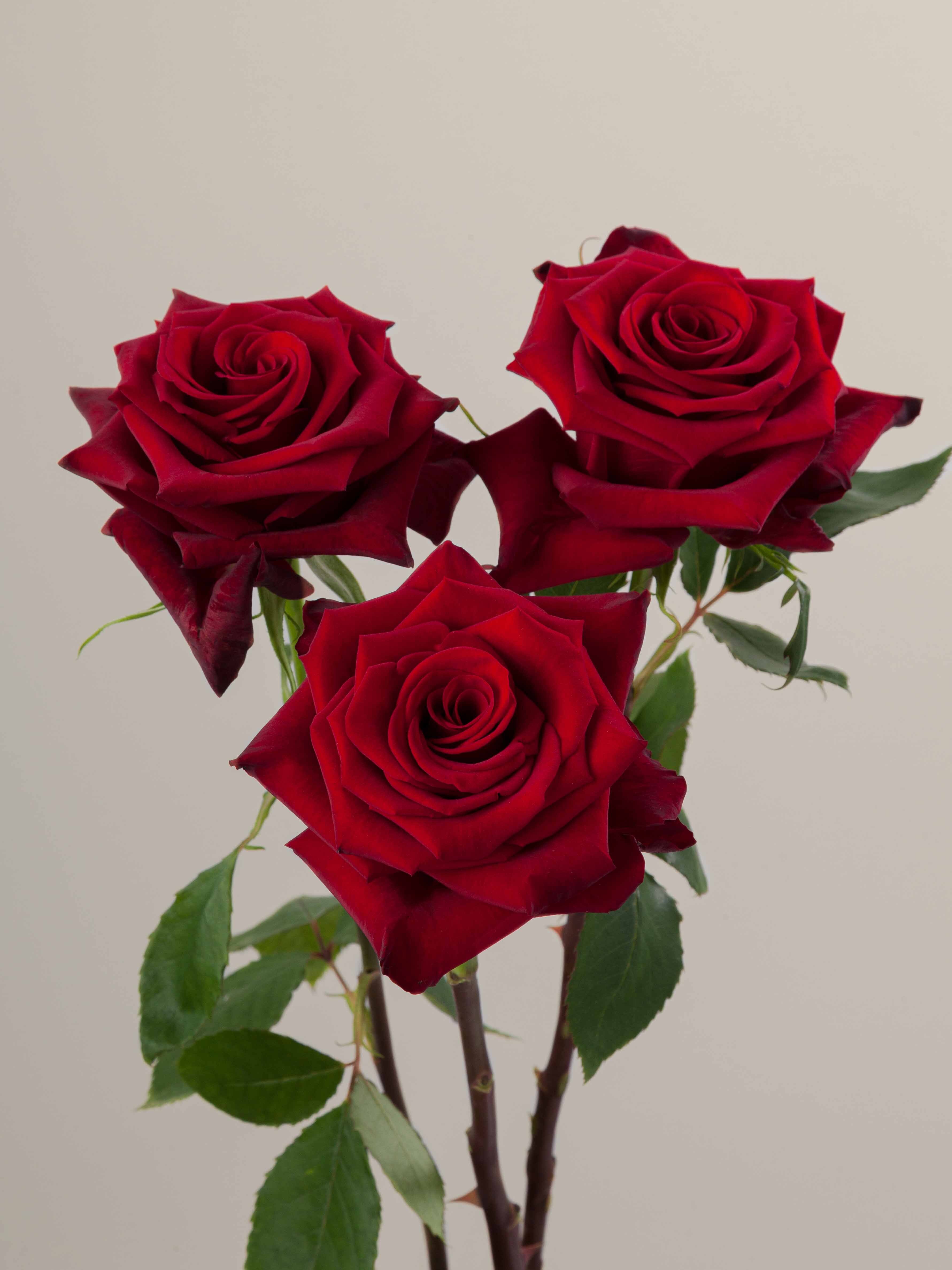 Red Rosesprite Image Rosaprima | Red Paris