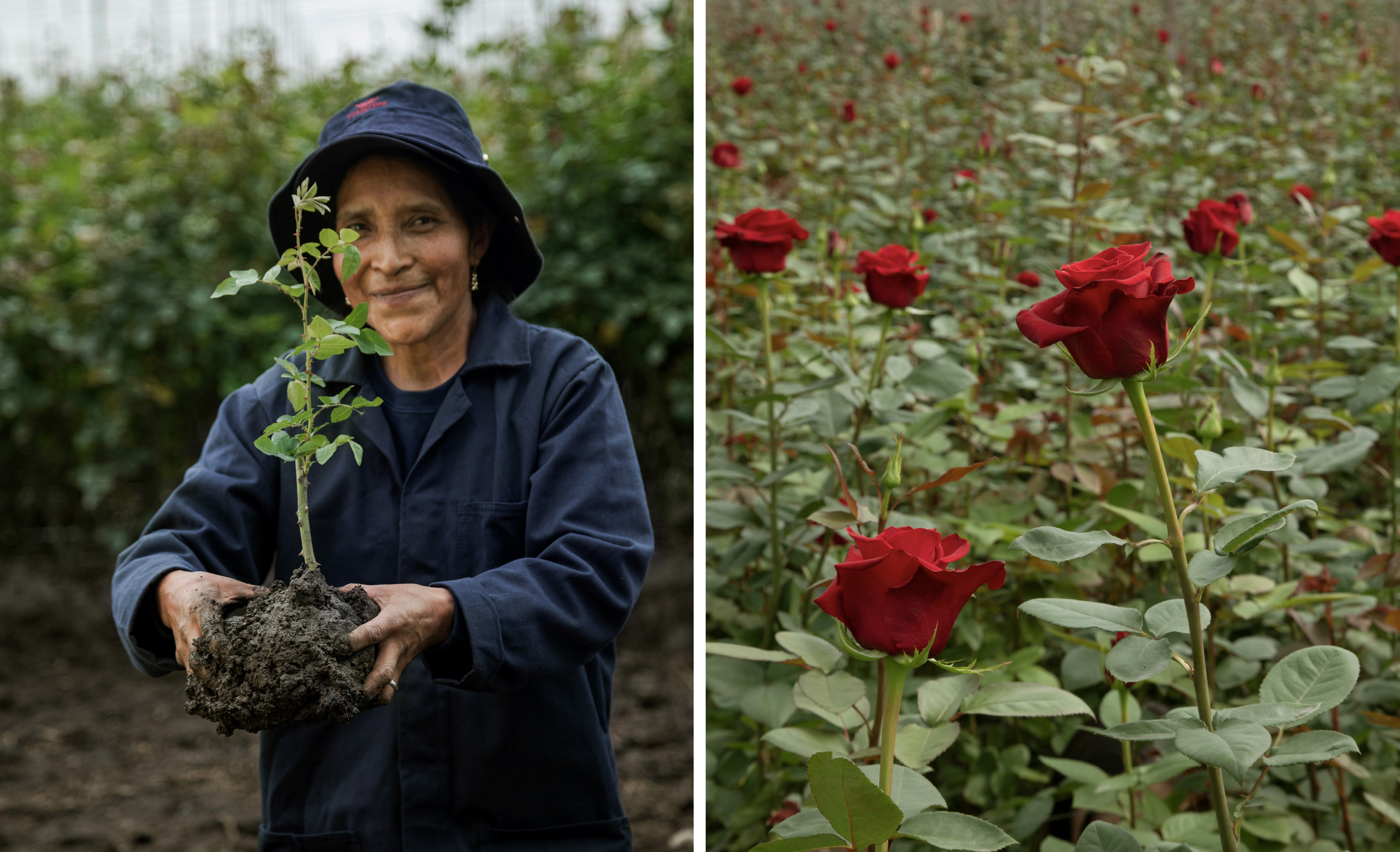 Rosaprima Farm practices
