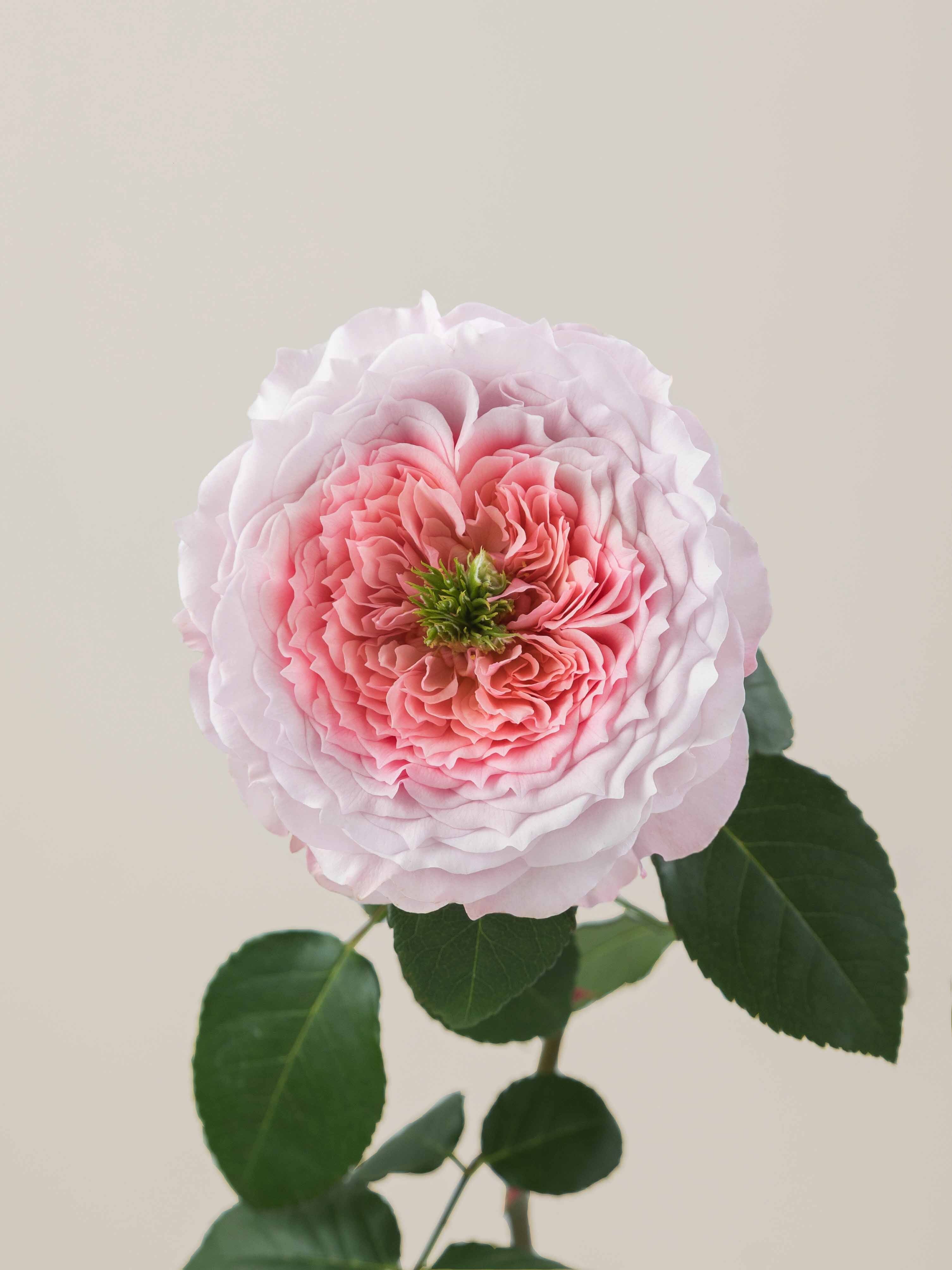 Rosaprima | RP Serendipity