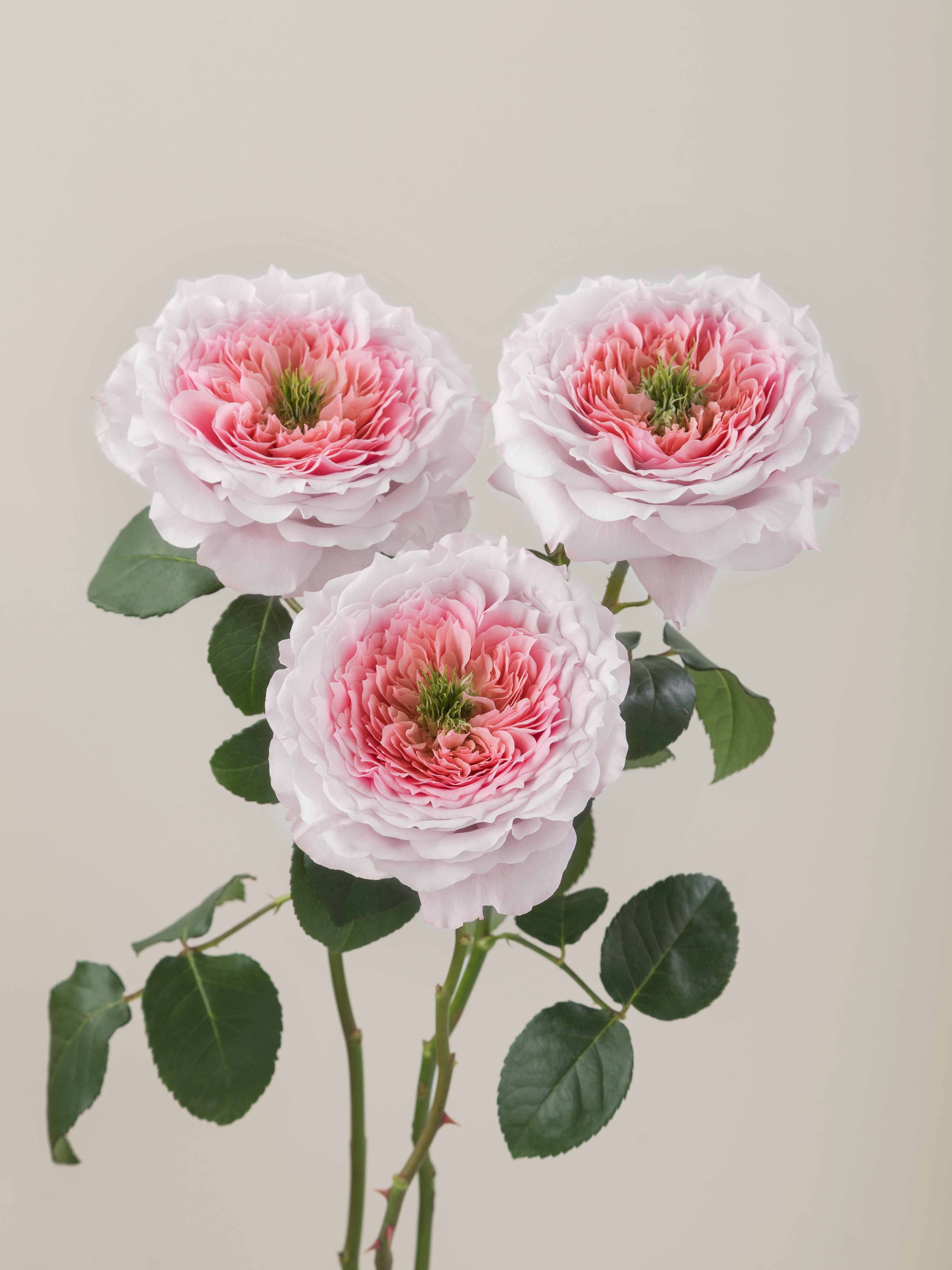 Rosaprima | RP Serendipity