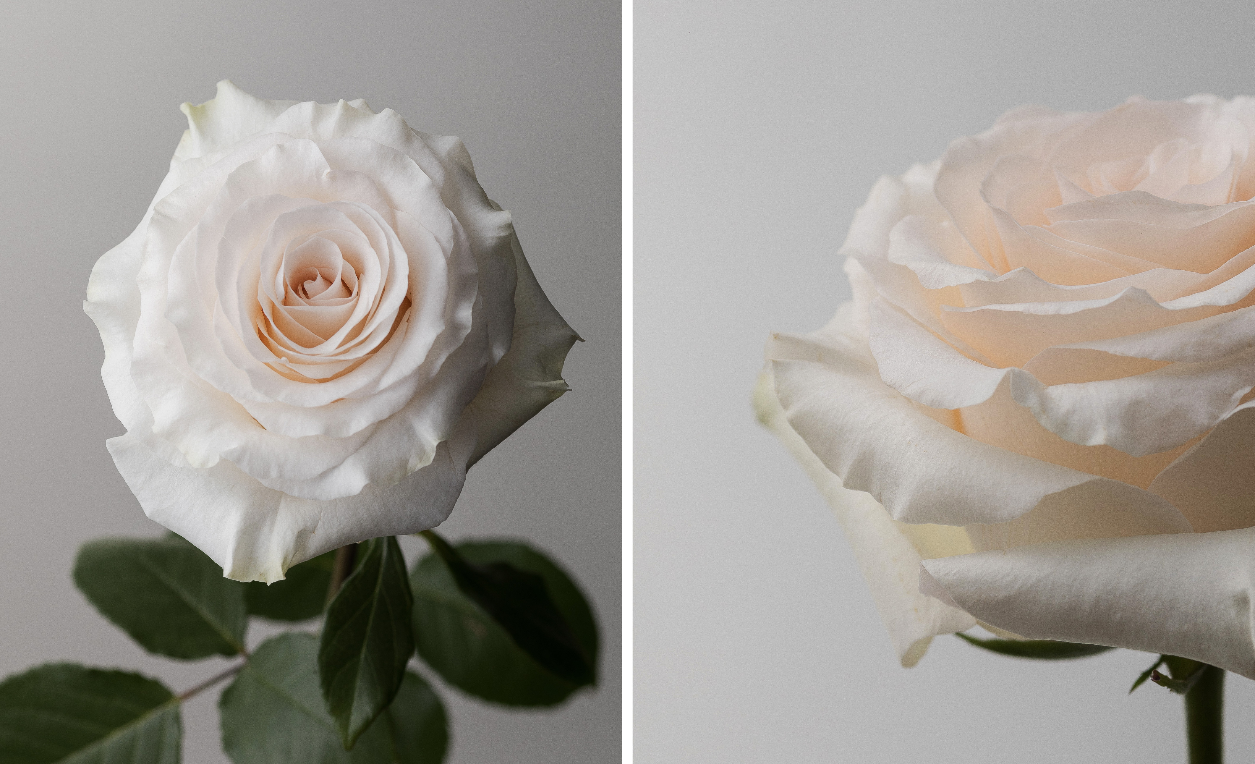 Fancy Dreams rose