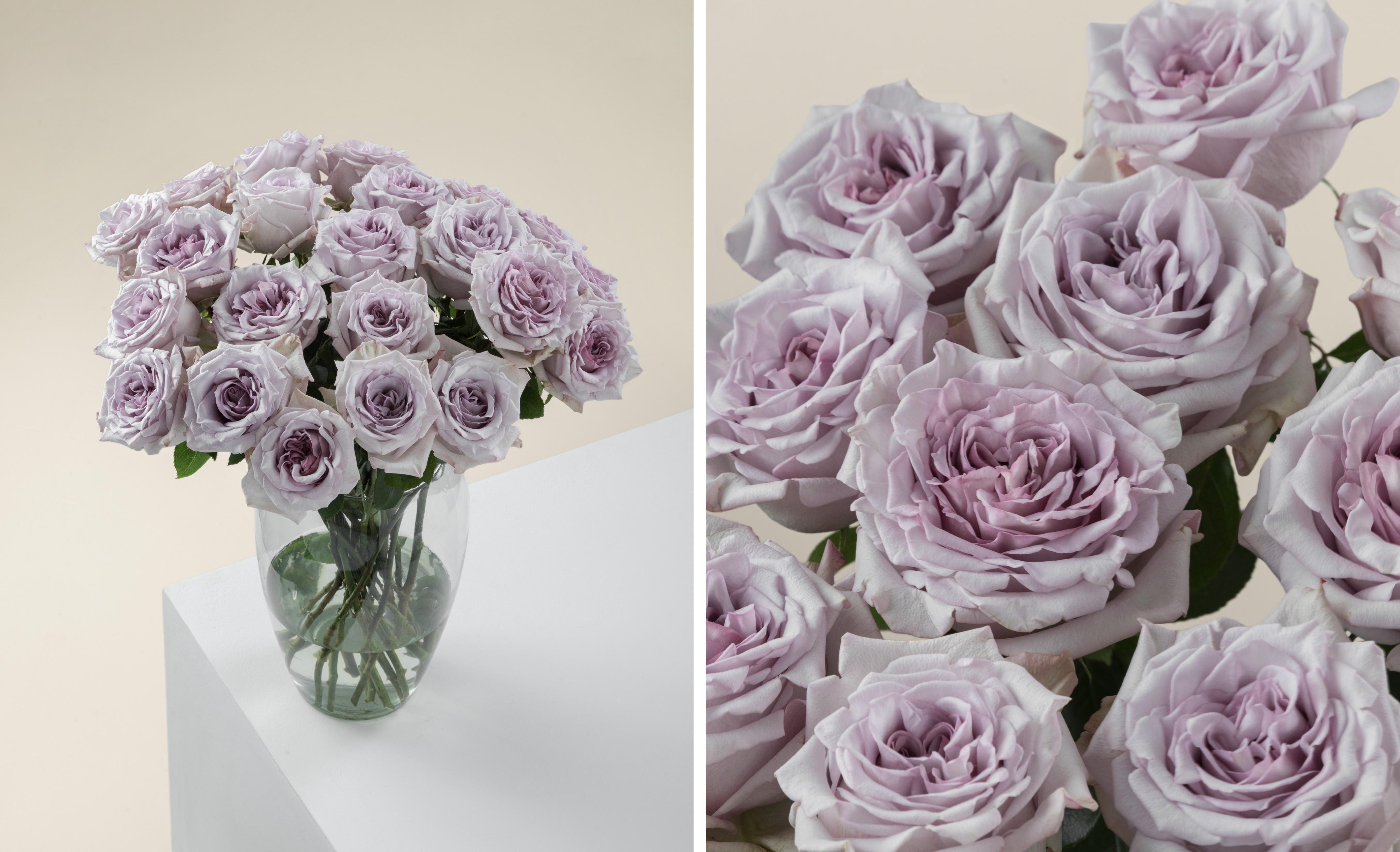 Rosaprima | Rosaprima Spring Rose Collection 2026: Seven Varieties,…