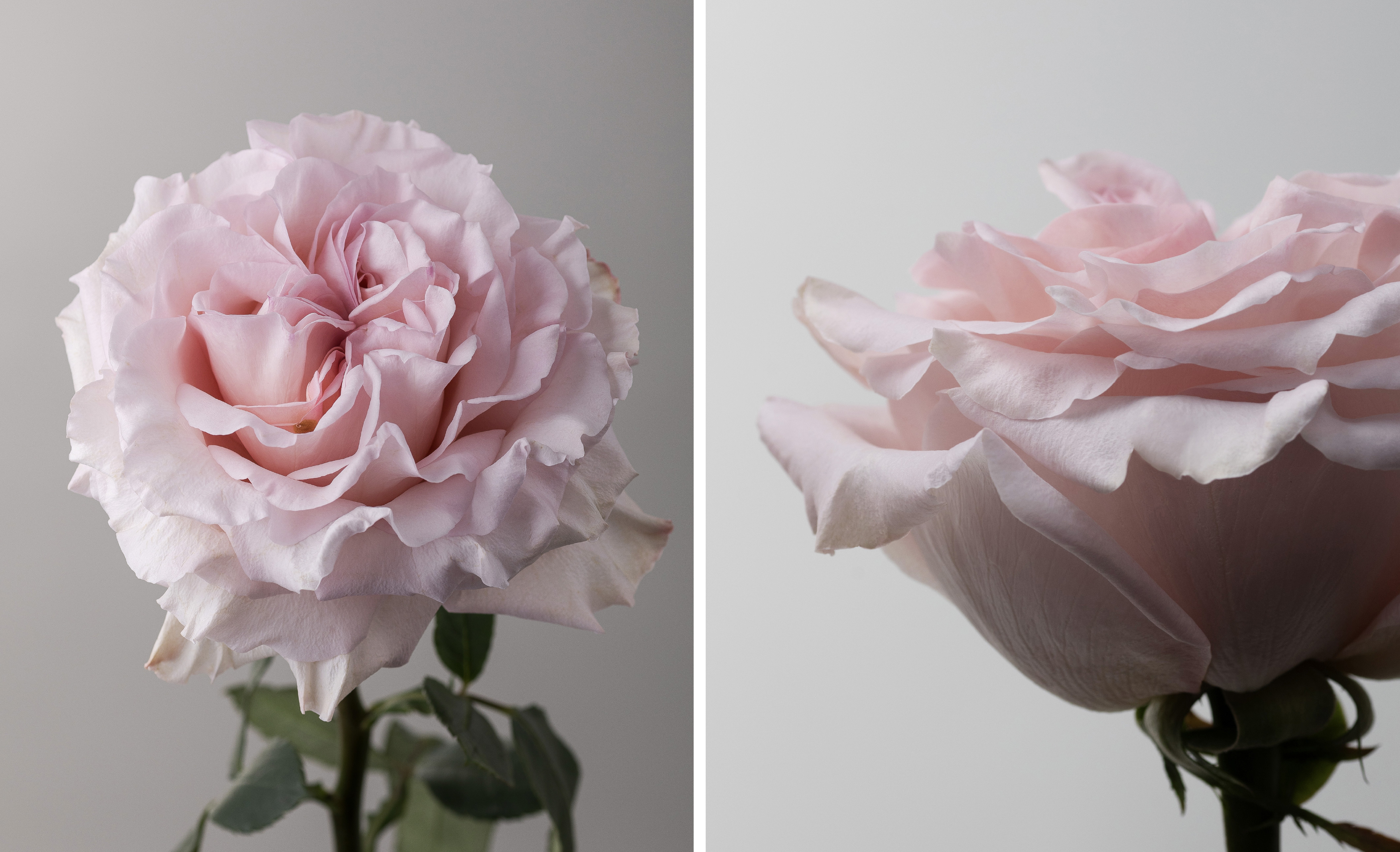 Powder Puff rose