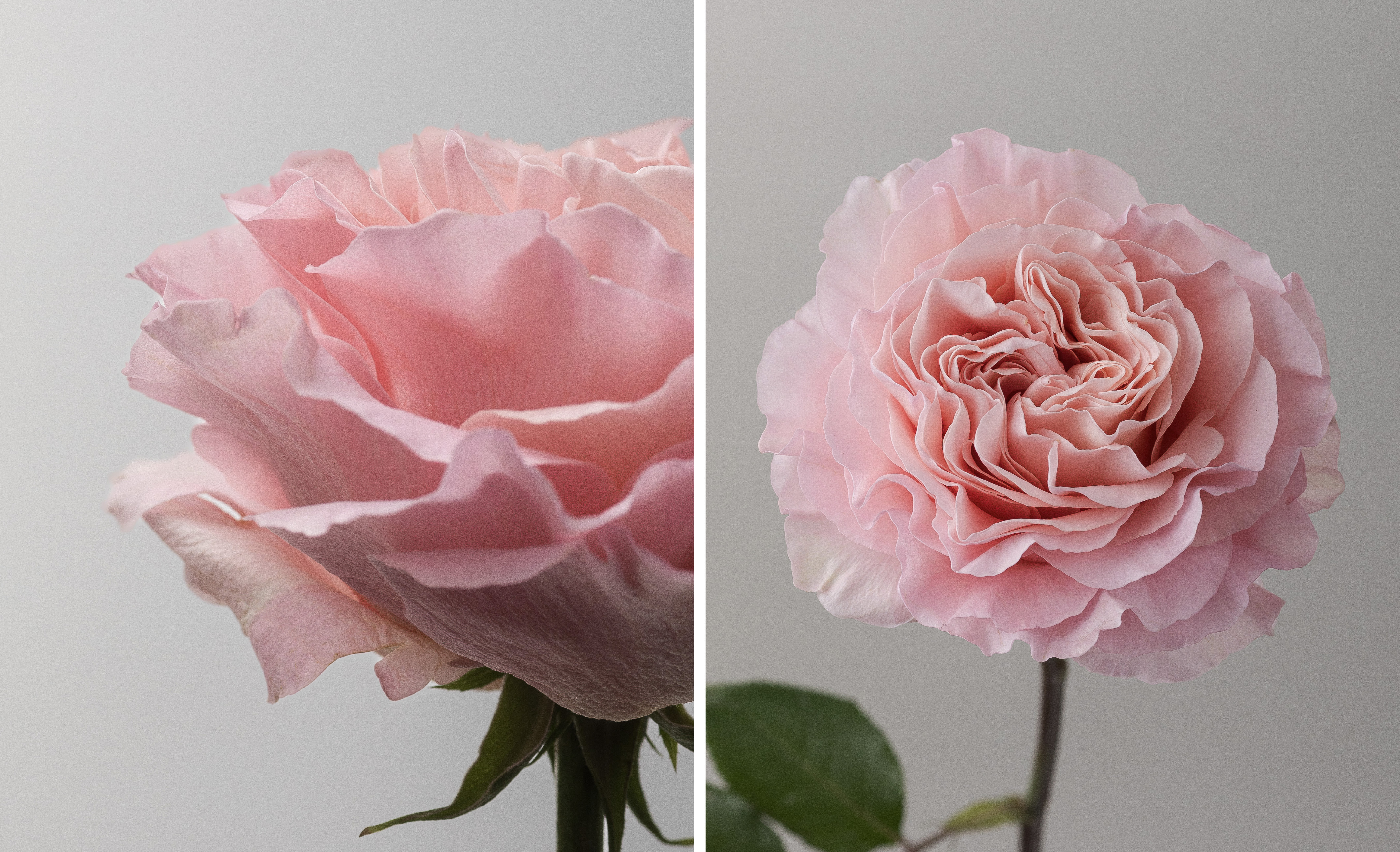 RP Filomena Rose