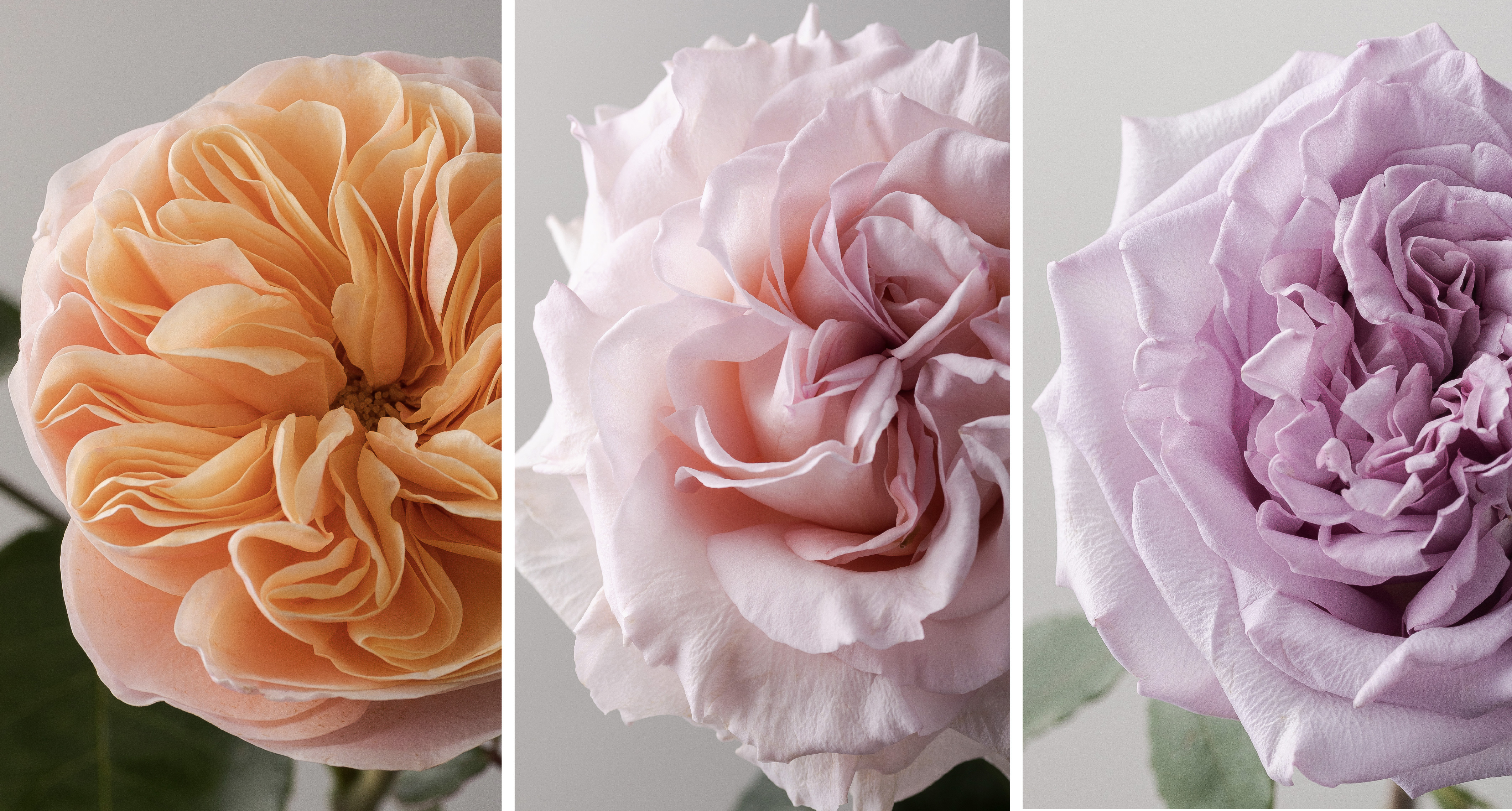 Rosaprima | Rosaprima Spring Rose Collection 2026: Seven Varieties,…