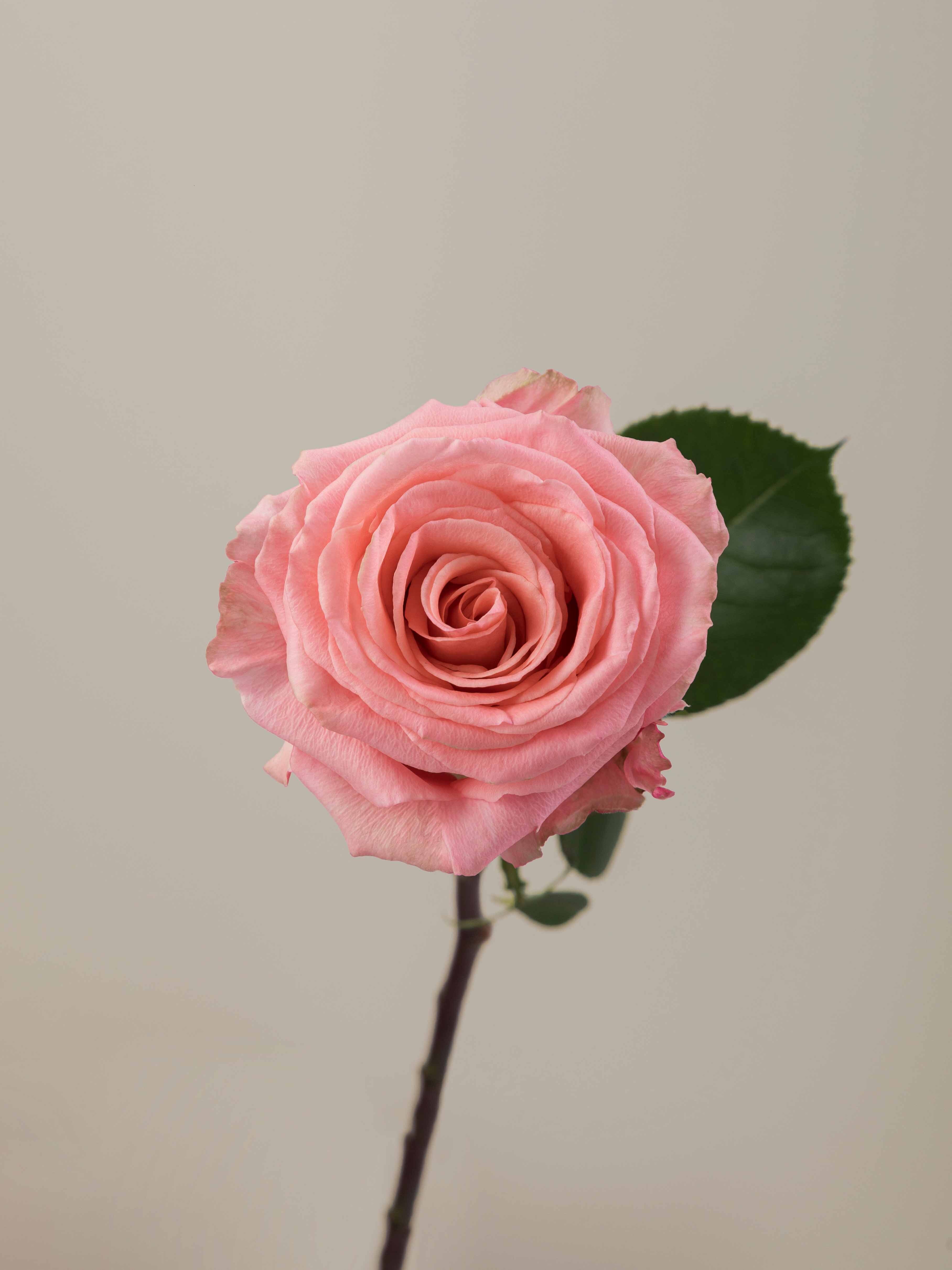 Symbol Roses Rosa Prima Rosaprima | Superstition