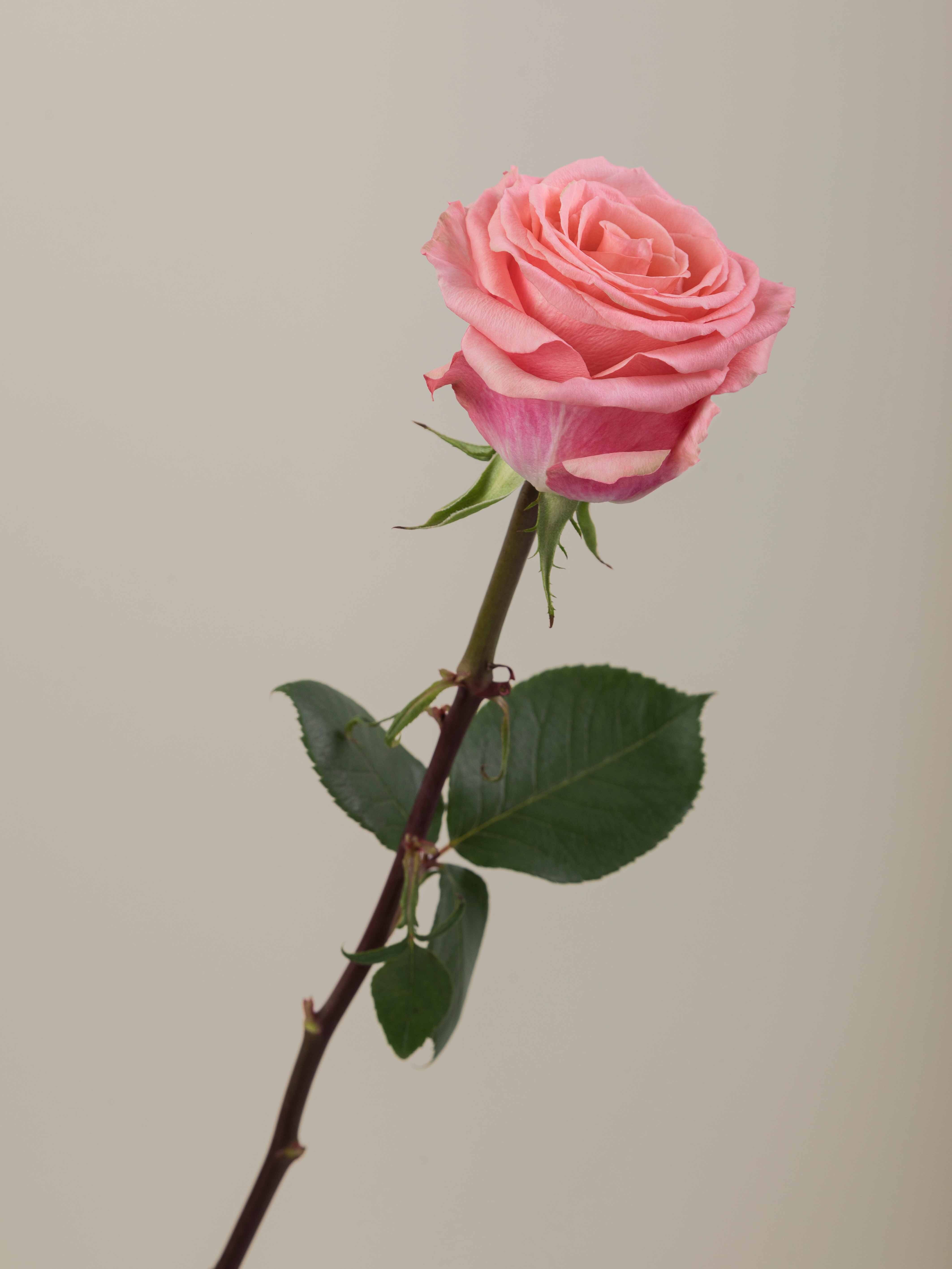 Symbol Roses Rosa Prima Rosaprima | Superstition