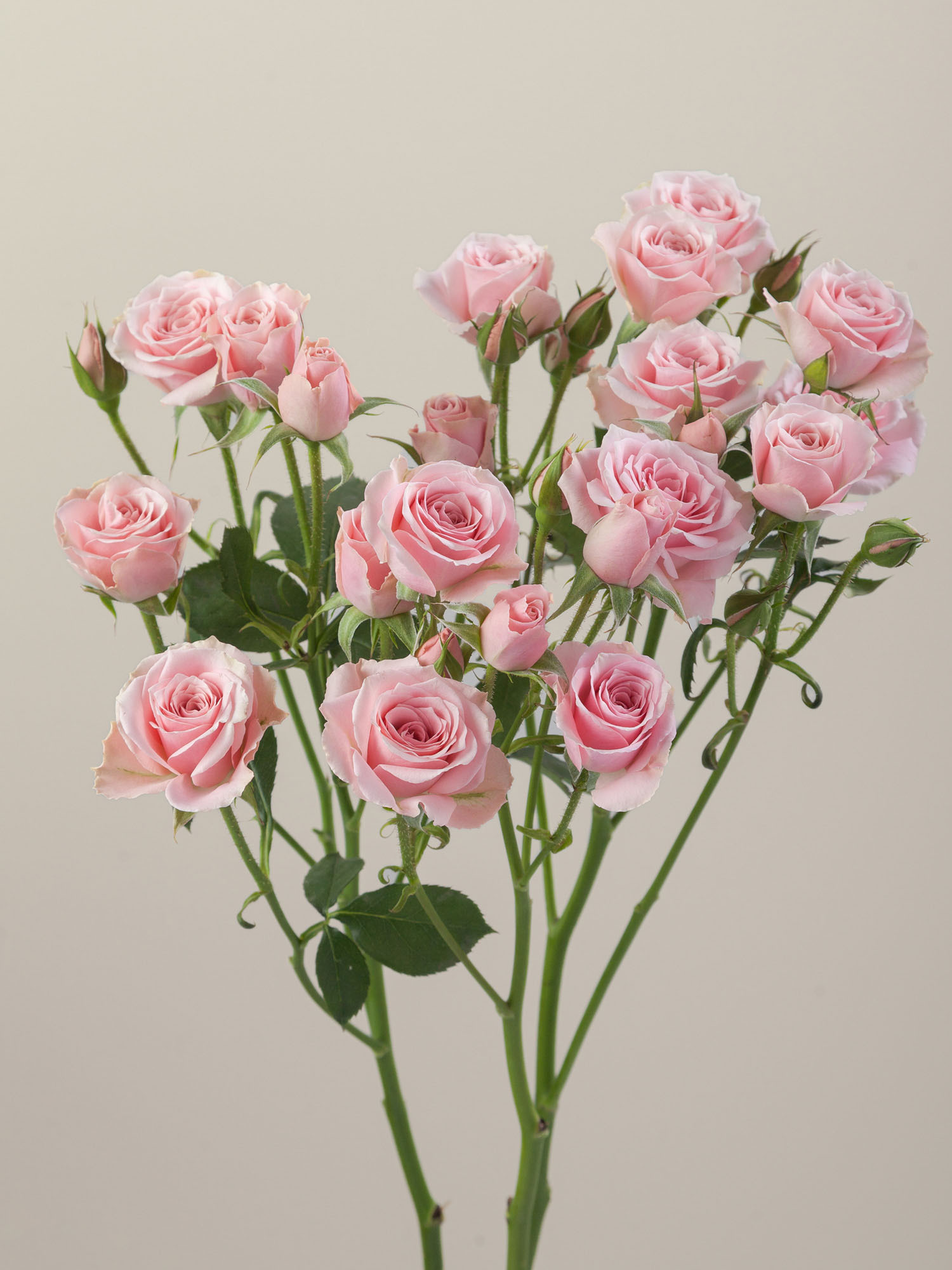 Rosaprima | Suspiro