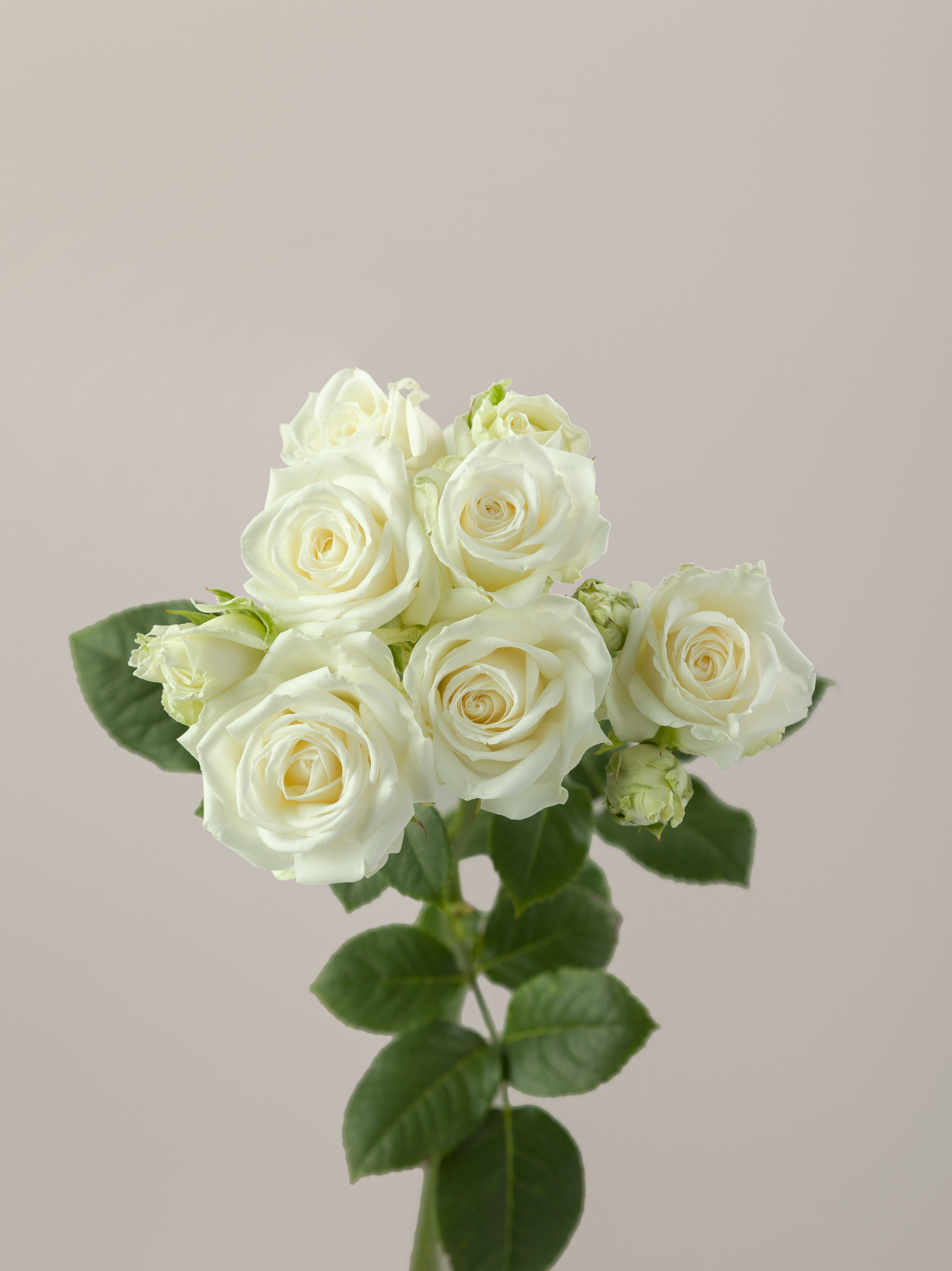 Dream Roses Rosaprima | Sweet Dreams