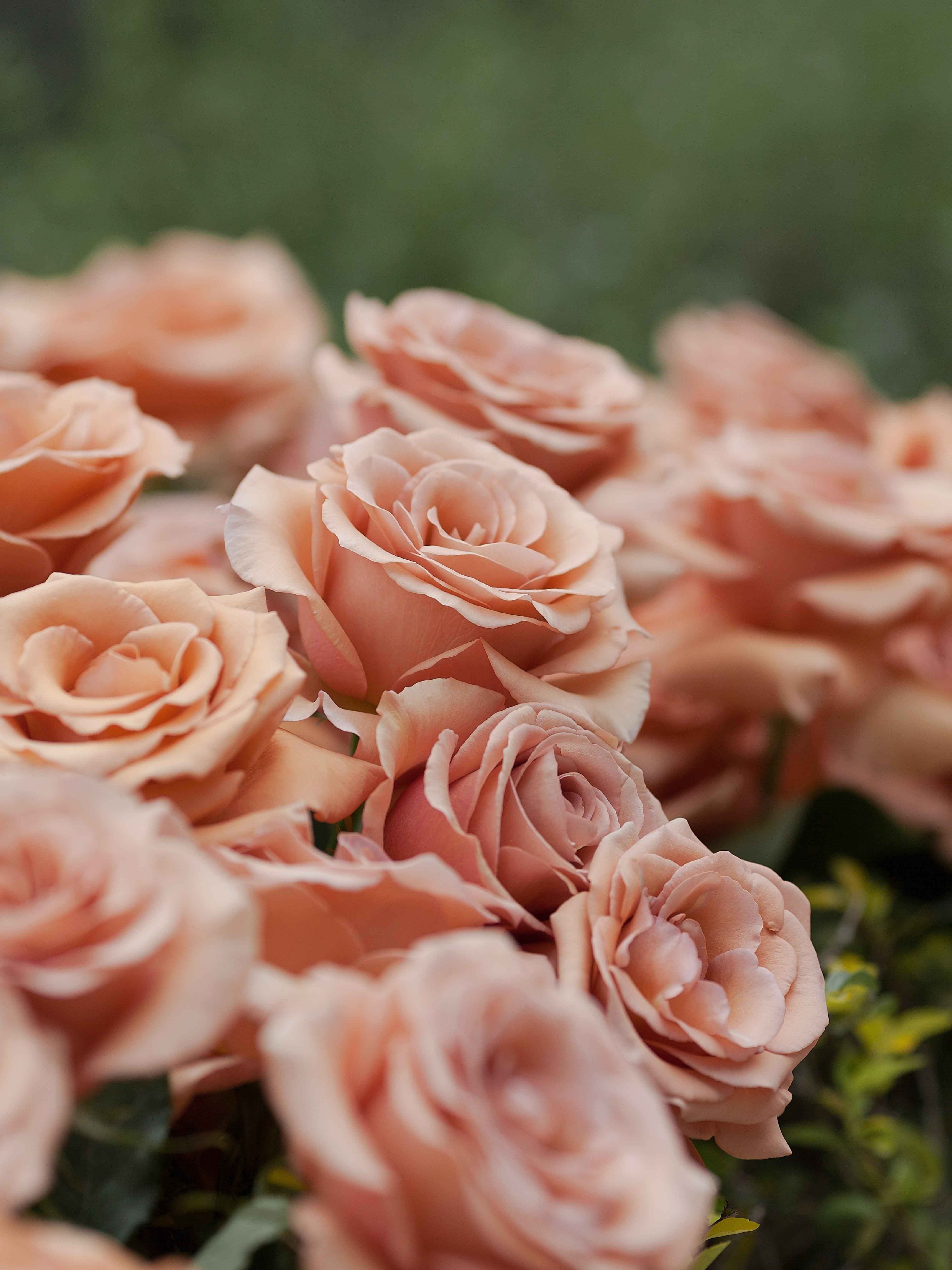 Rosaprima | The Home of RP Moab