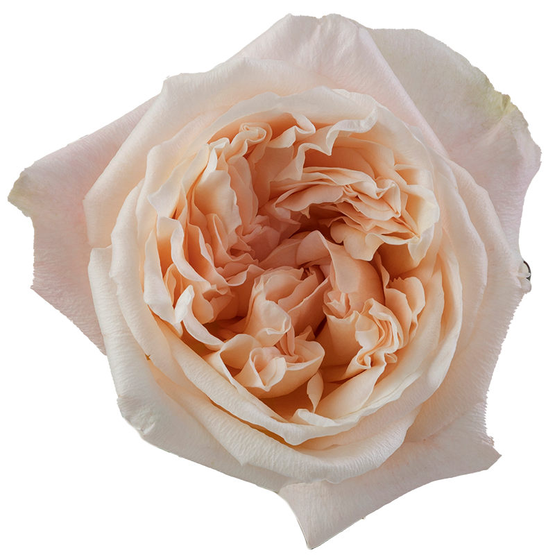 rosemarryプレディア4個セット Rosaprima | Tie-Dye