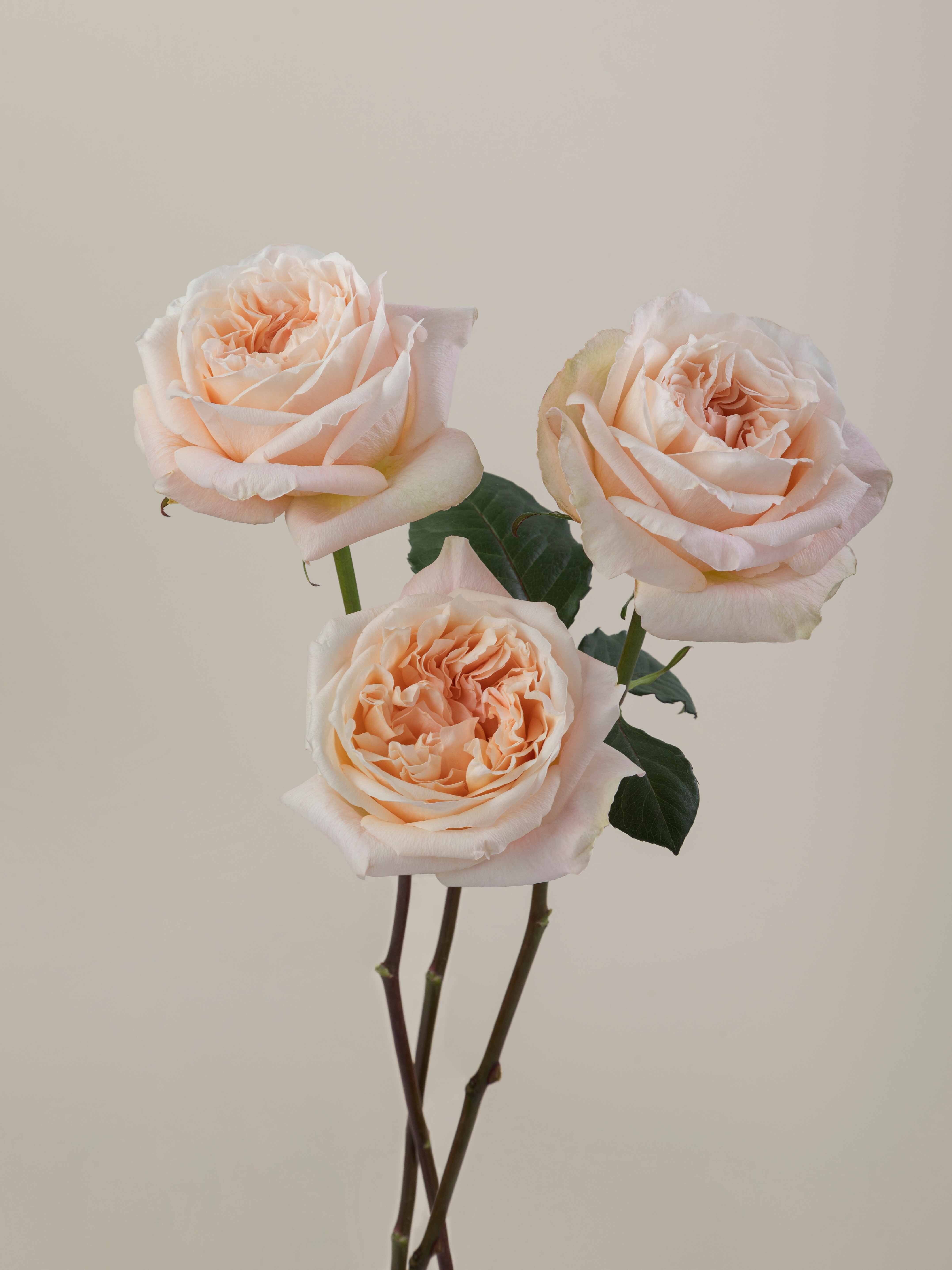 Rosaprima | Tie-Dye