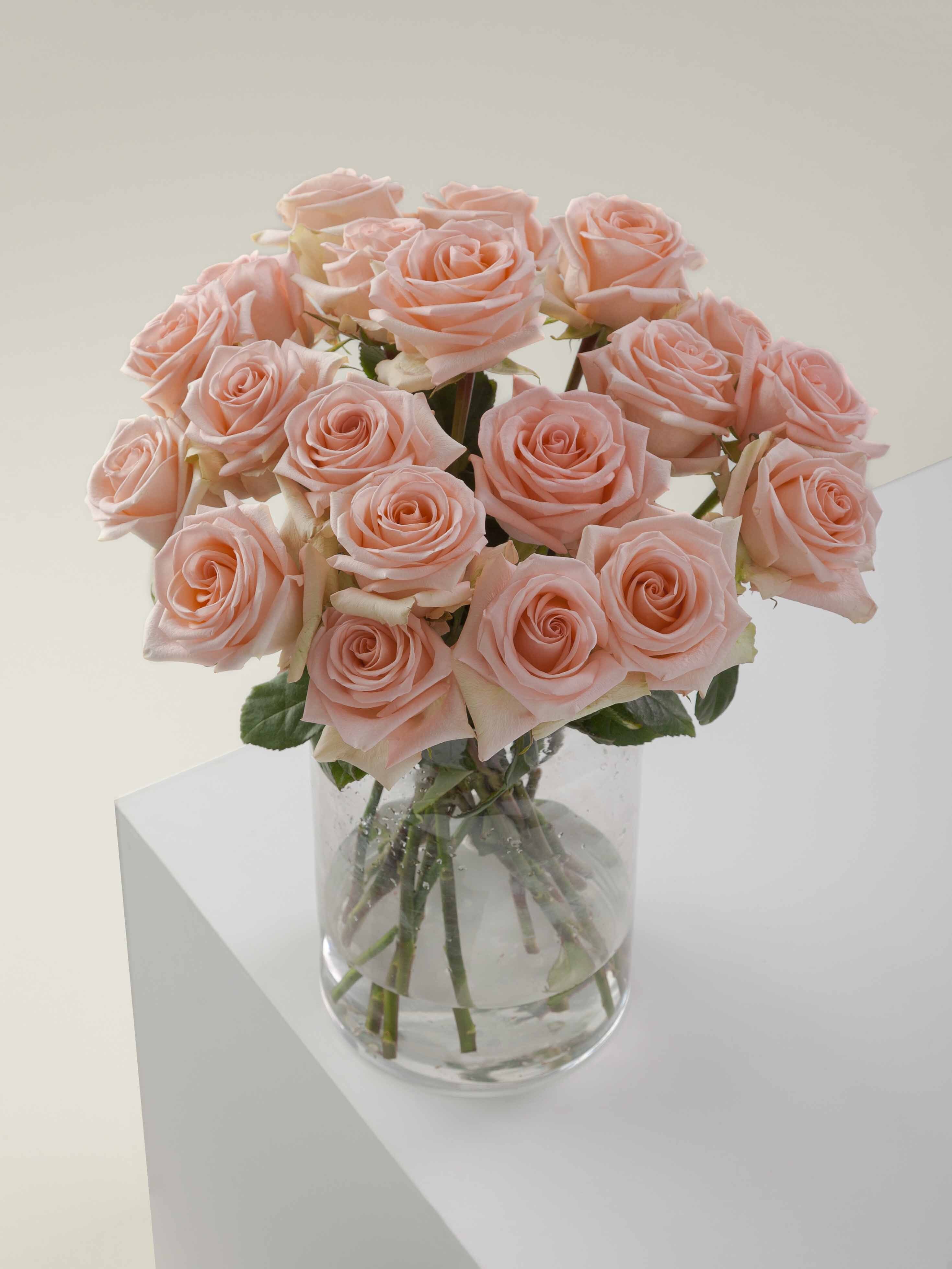 Timaflor Roses Rosaprima | Tiffany
