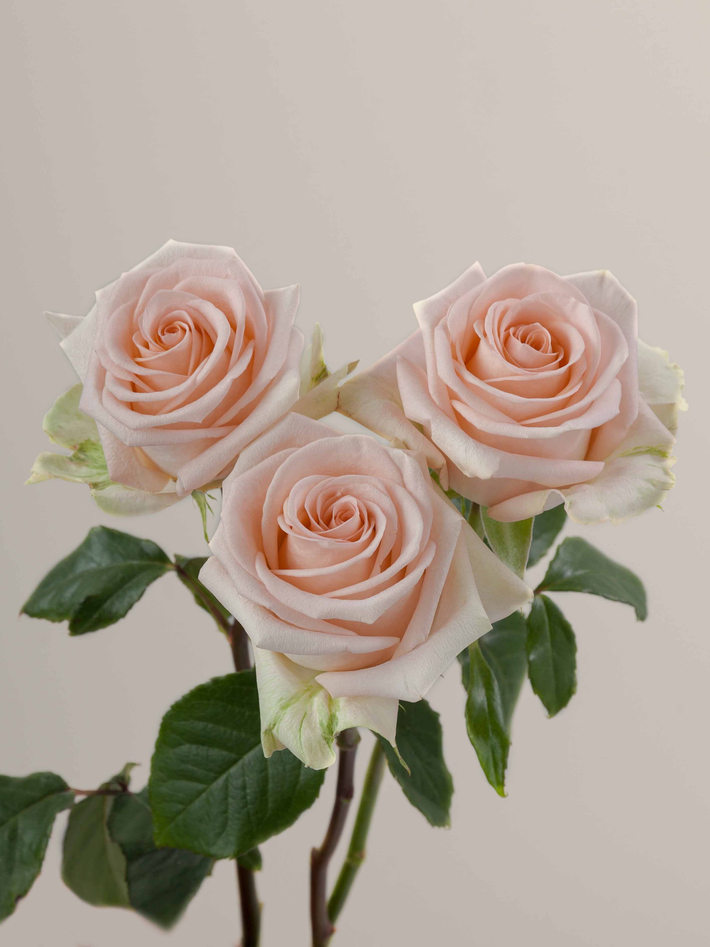 Rosaprima | Tiffany