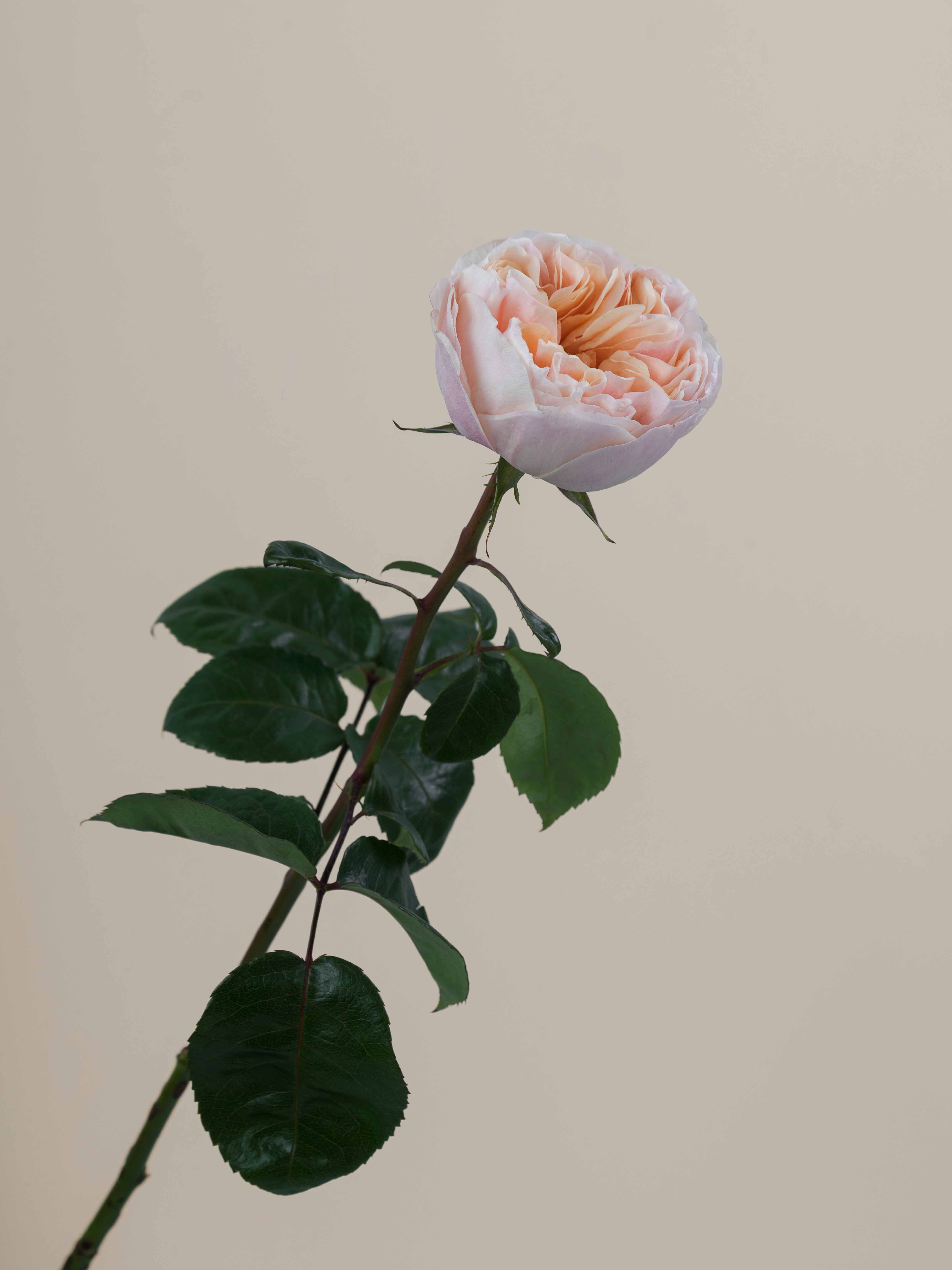 Tip Top Rood Rosaprima | Tip - Top