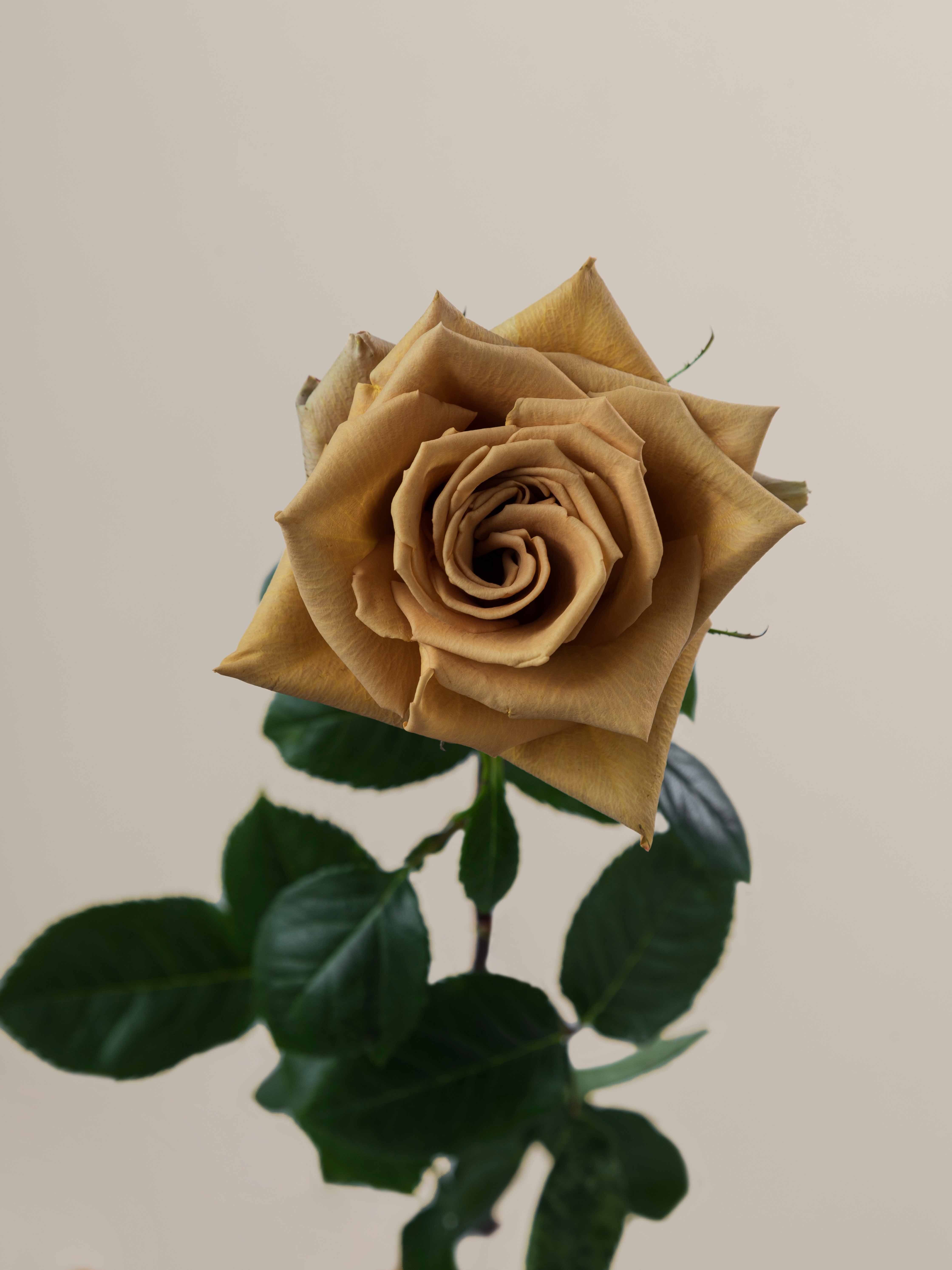 Open Toffee Roses Rosaprima | Toffee