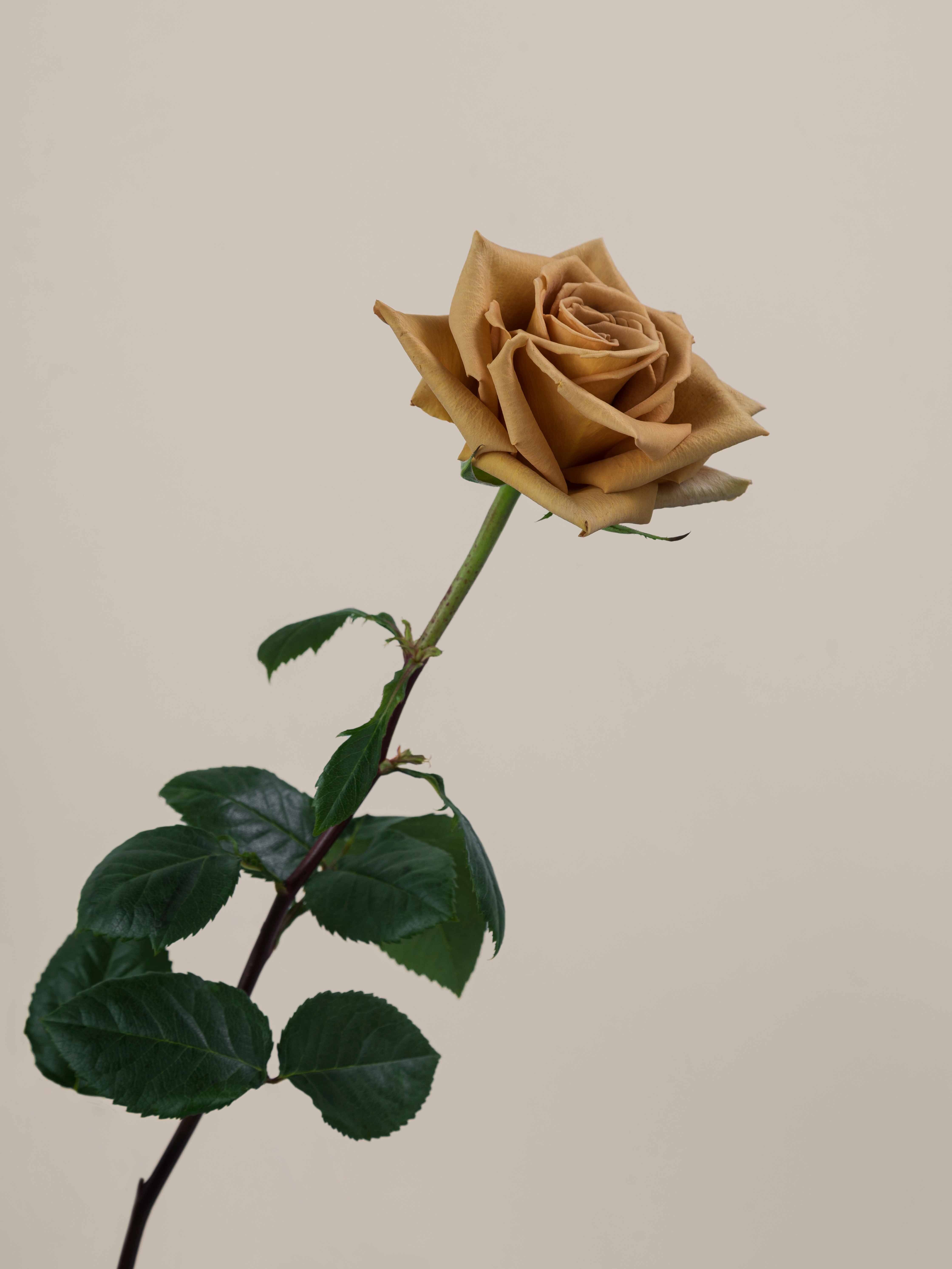 Open Toffee Roses Rosaprima | Toffee