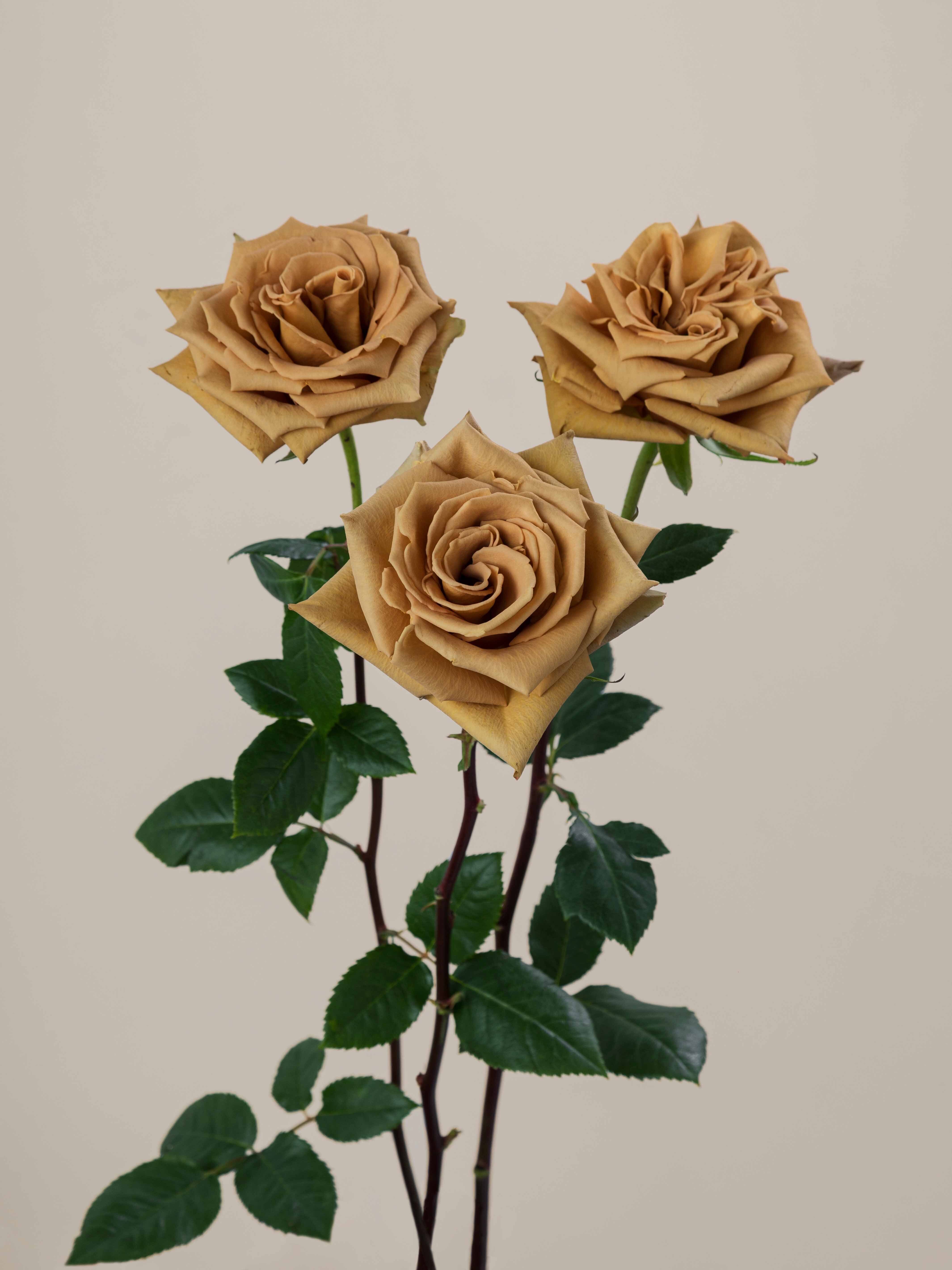 Open Toffee Roses Rosaprima | Toffee
