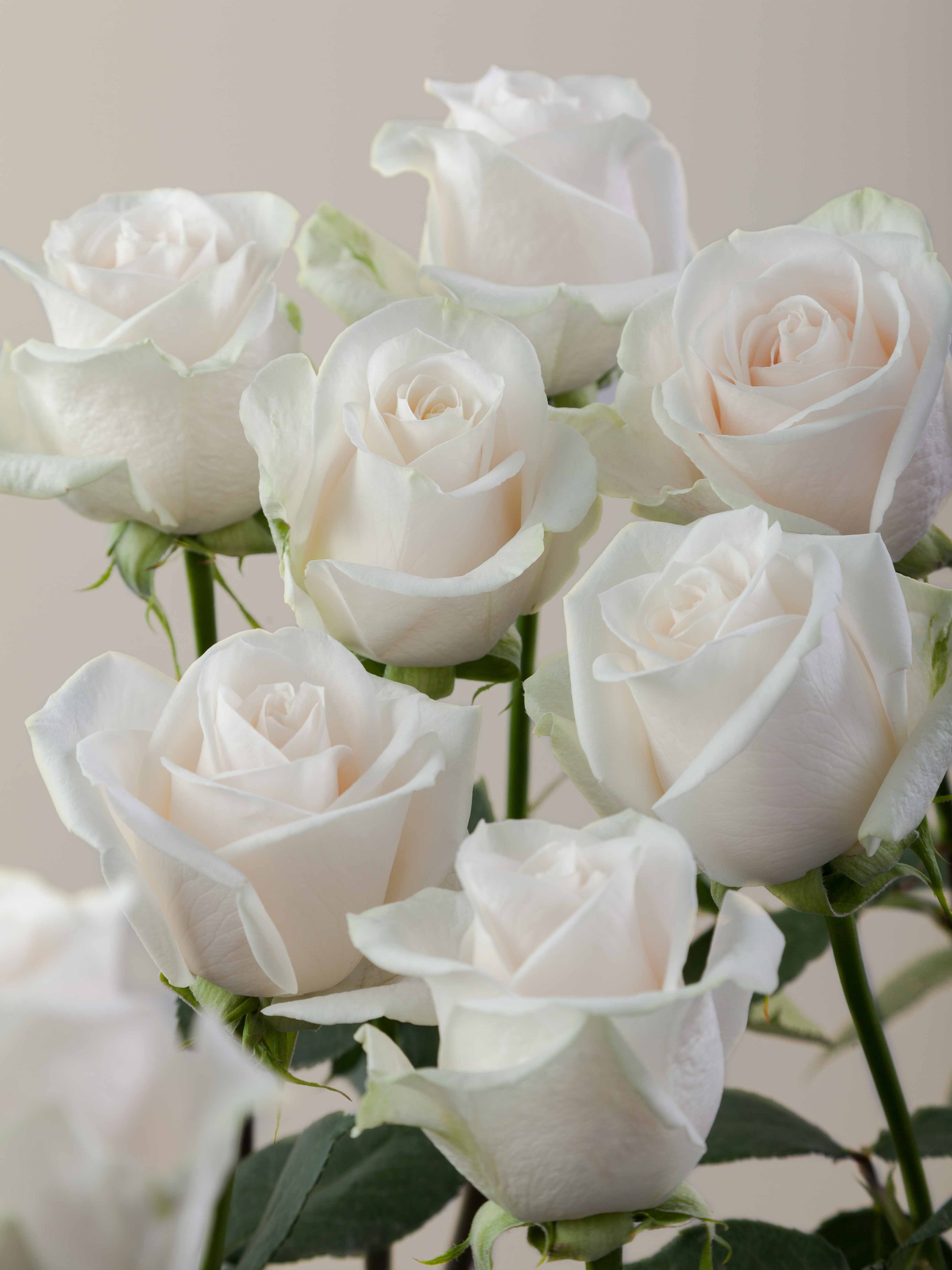 Mondella Roses Rosaprima | Vendela