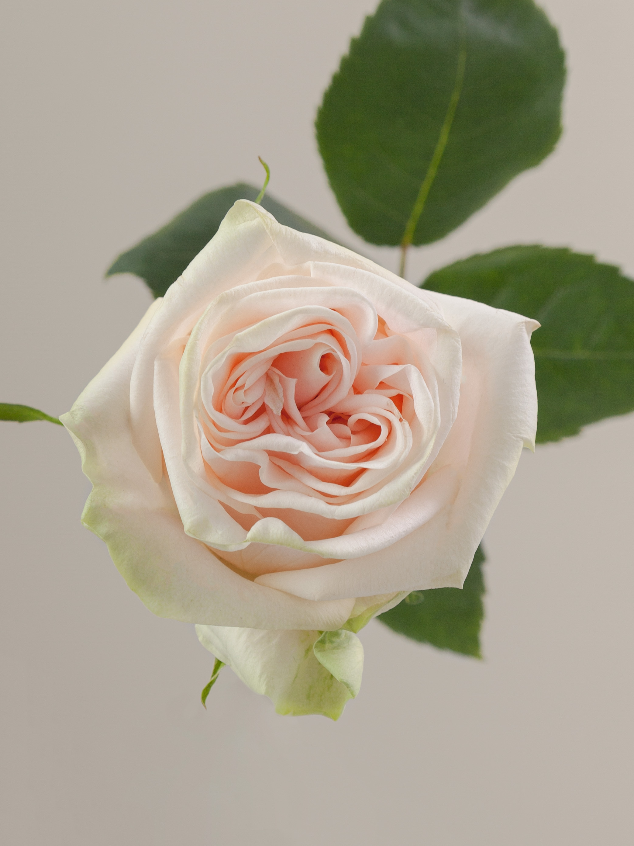 その他 Rose marry Mechanical Regulation of Polymer Gels | Chemical Reviews