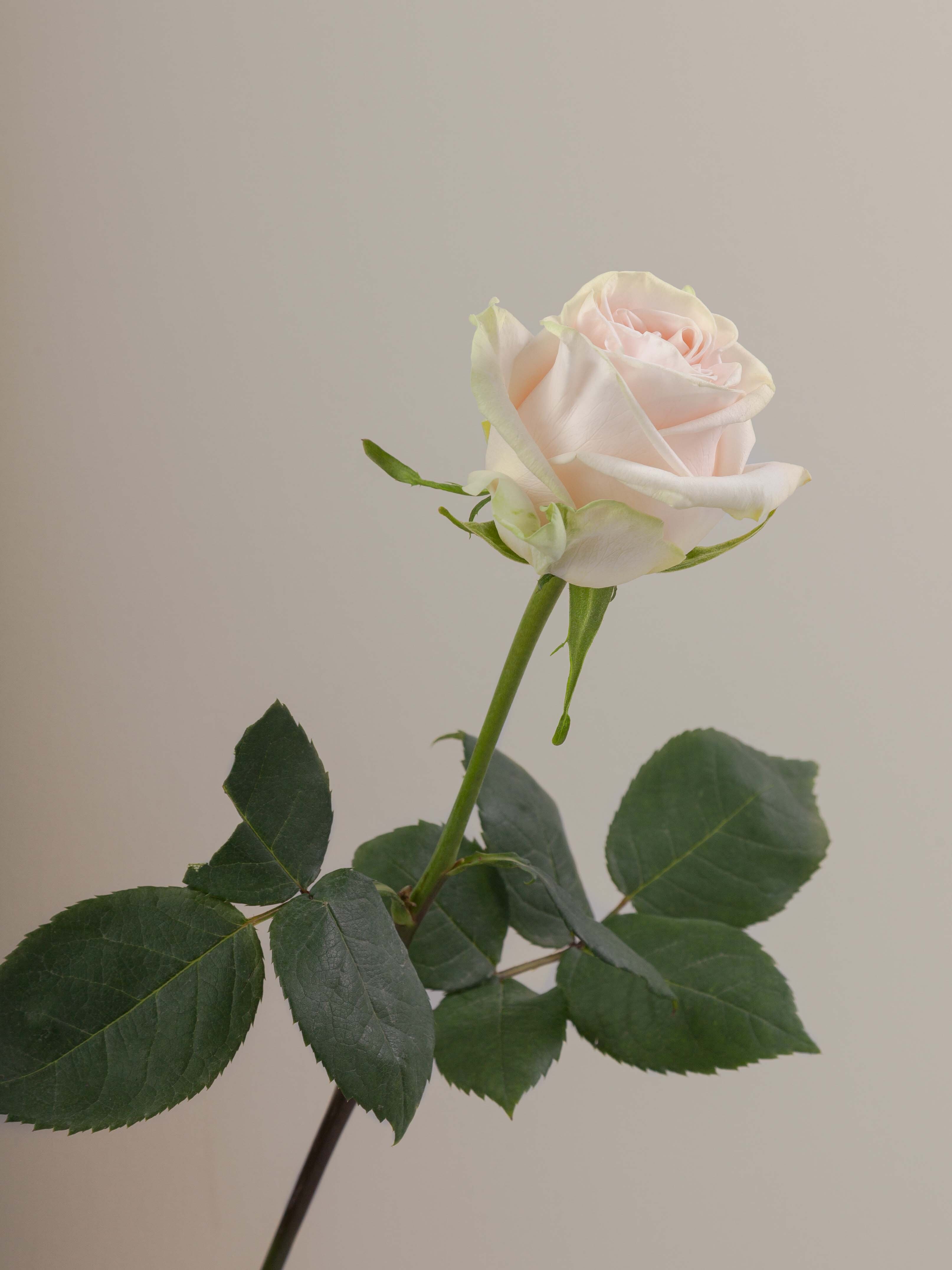 Rosaprima | Wedding Spirit