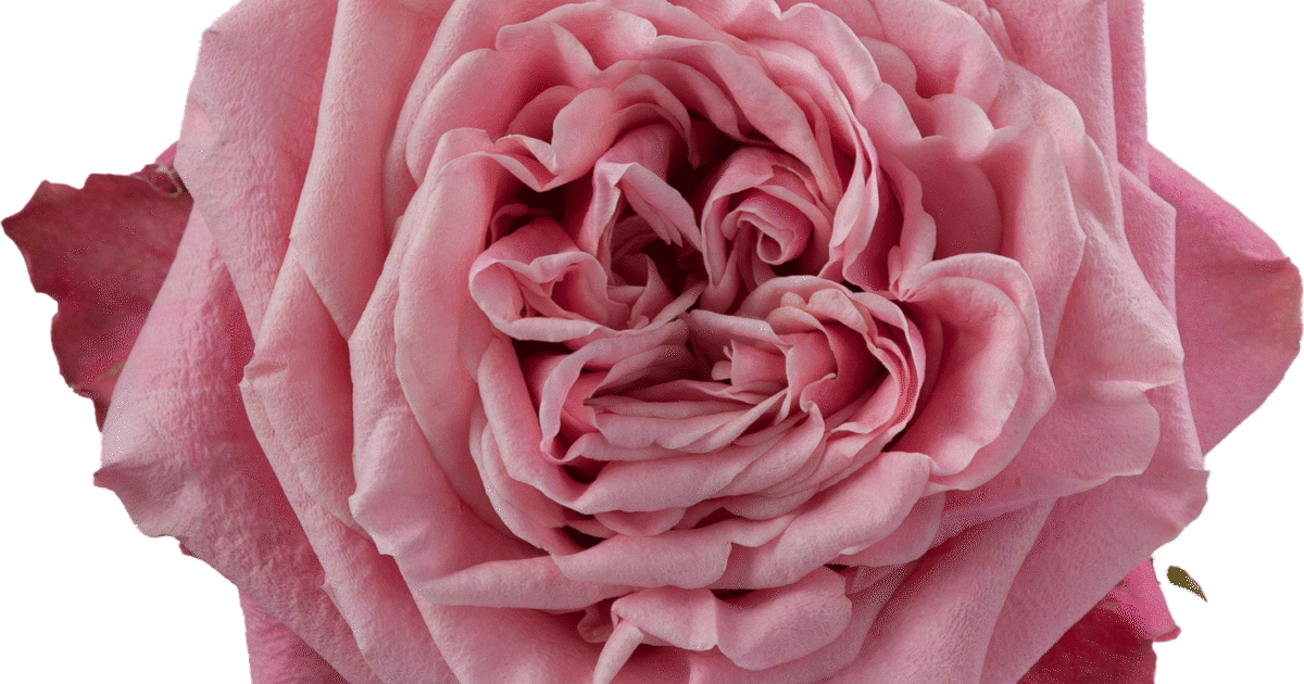 「Pink Rose」テンペラ画 Pink X-pression® - De Ruiter Innovations